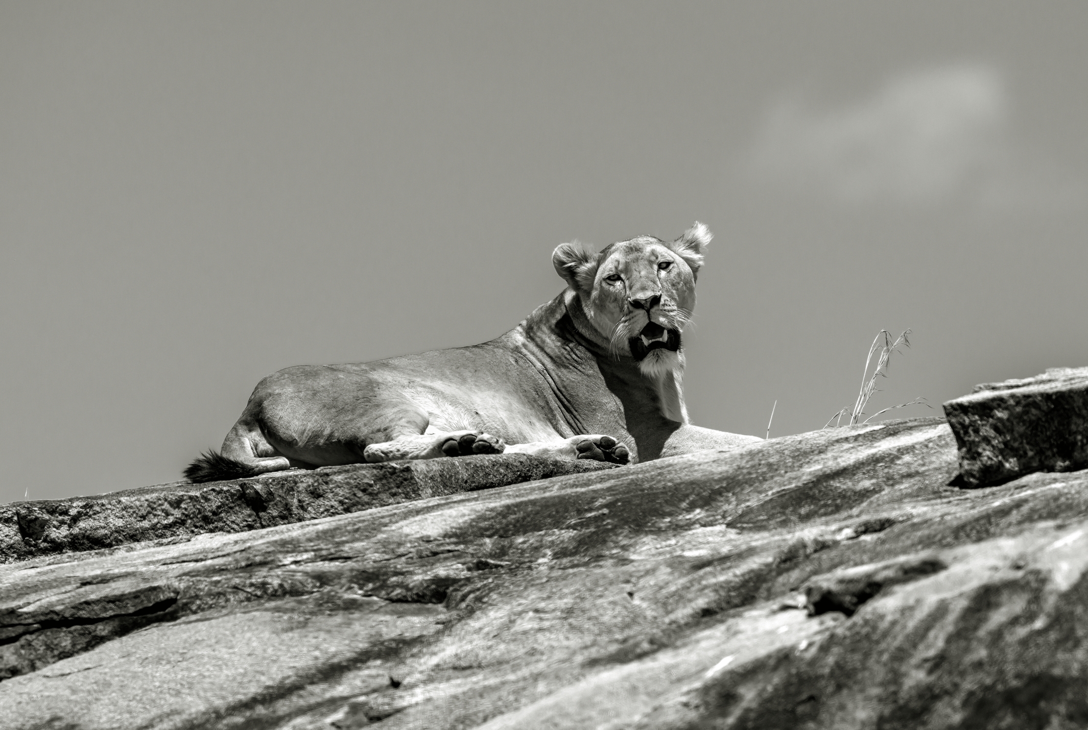 Tanzania 2016 - Lioness B&W