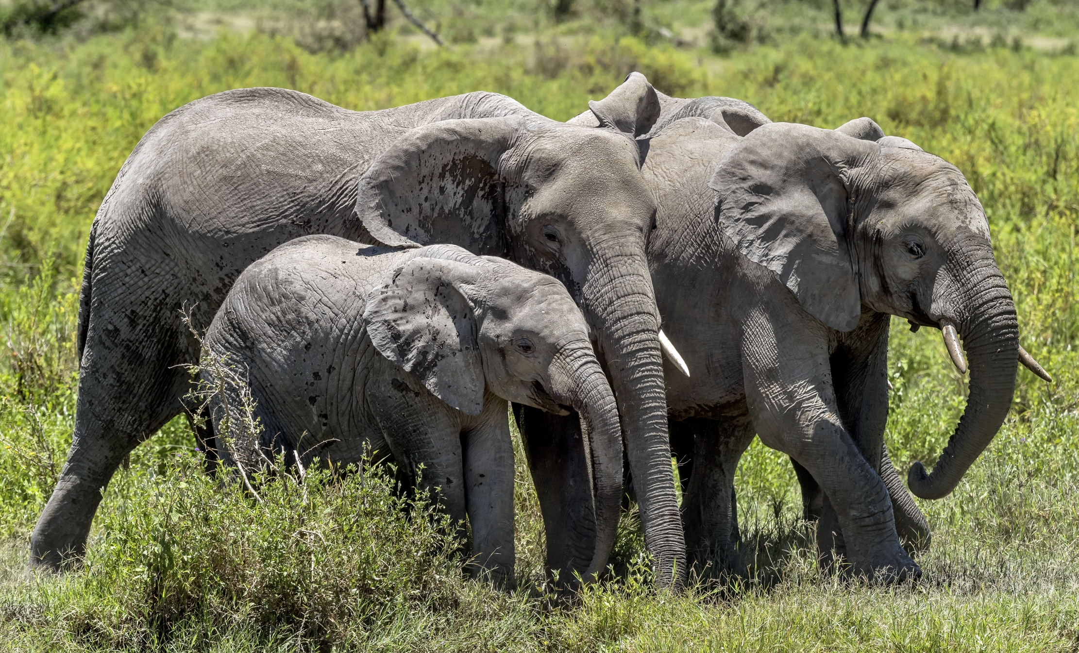 Tanzania 2016 - Elefanti