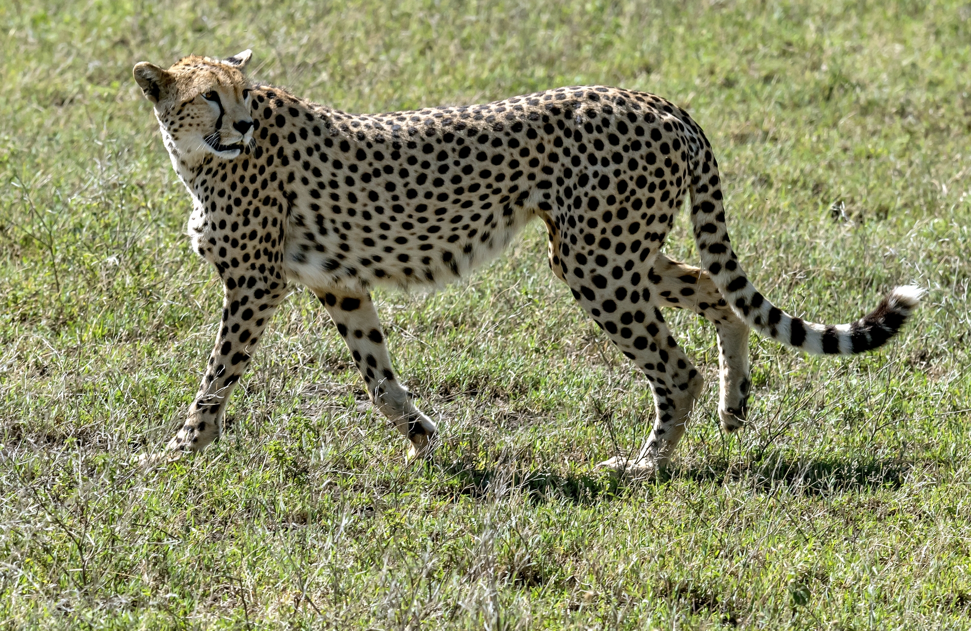 Tanzania 2016 - Cheetah