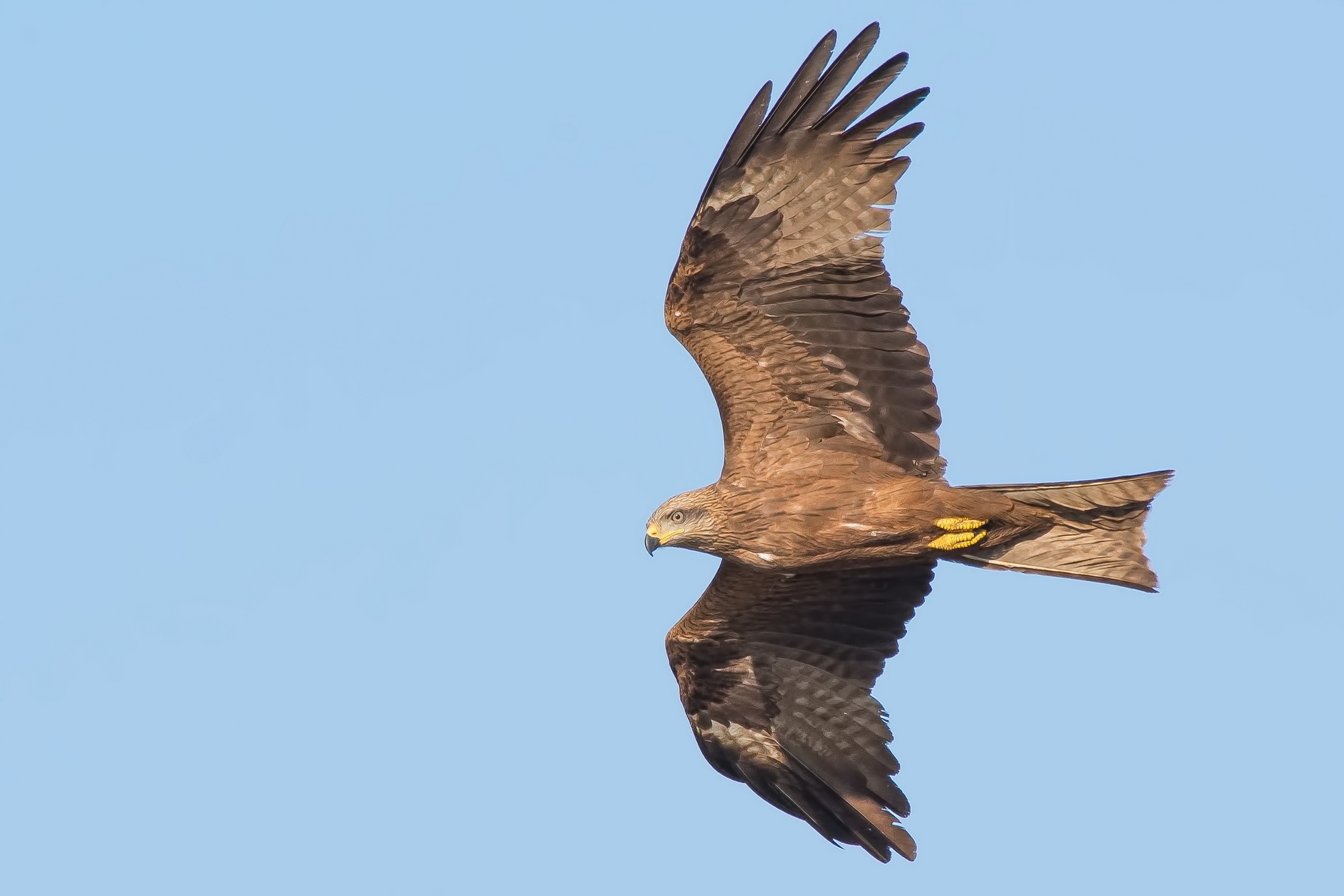 Black Kite