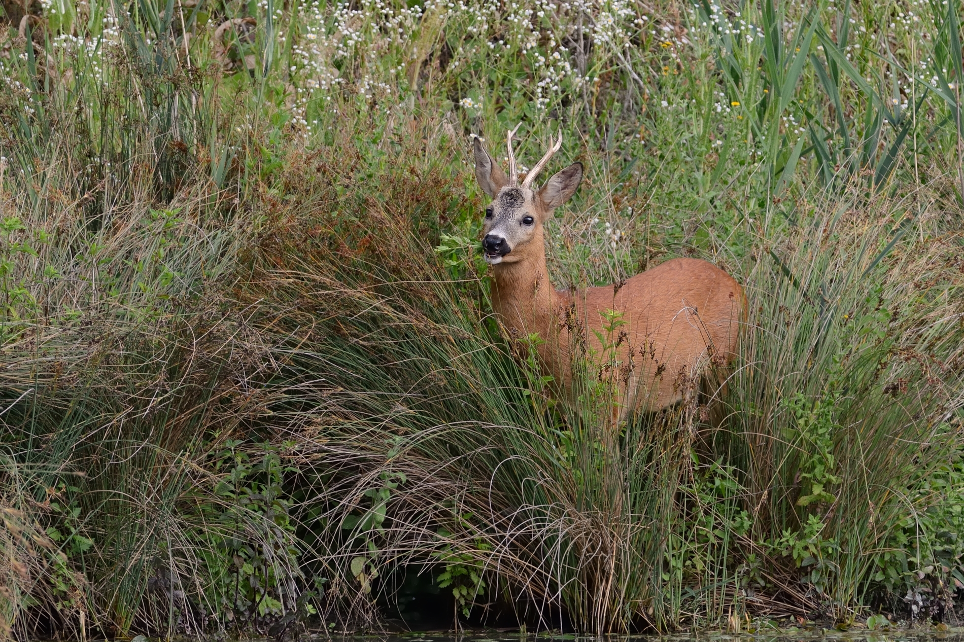 Il pasto del Capriolo.