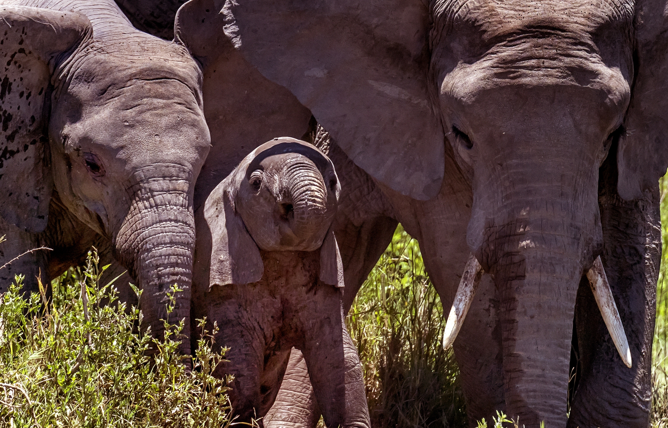 Tanzania 2016 - Elefanti
