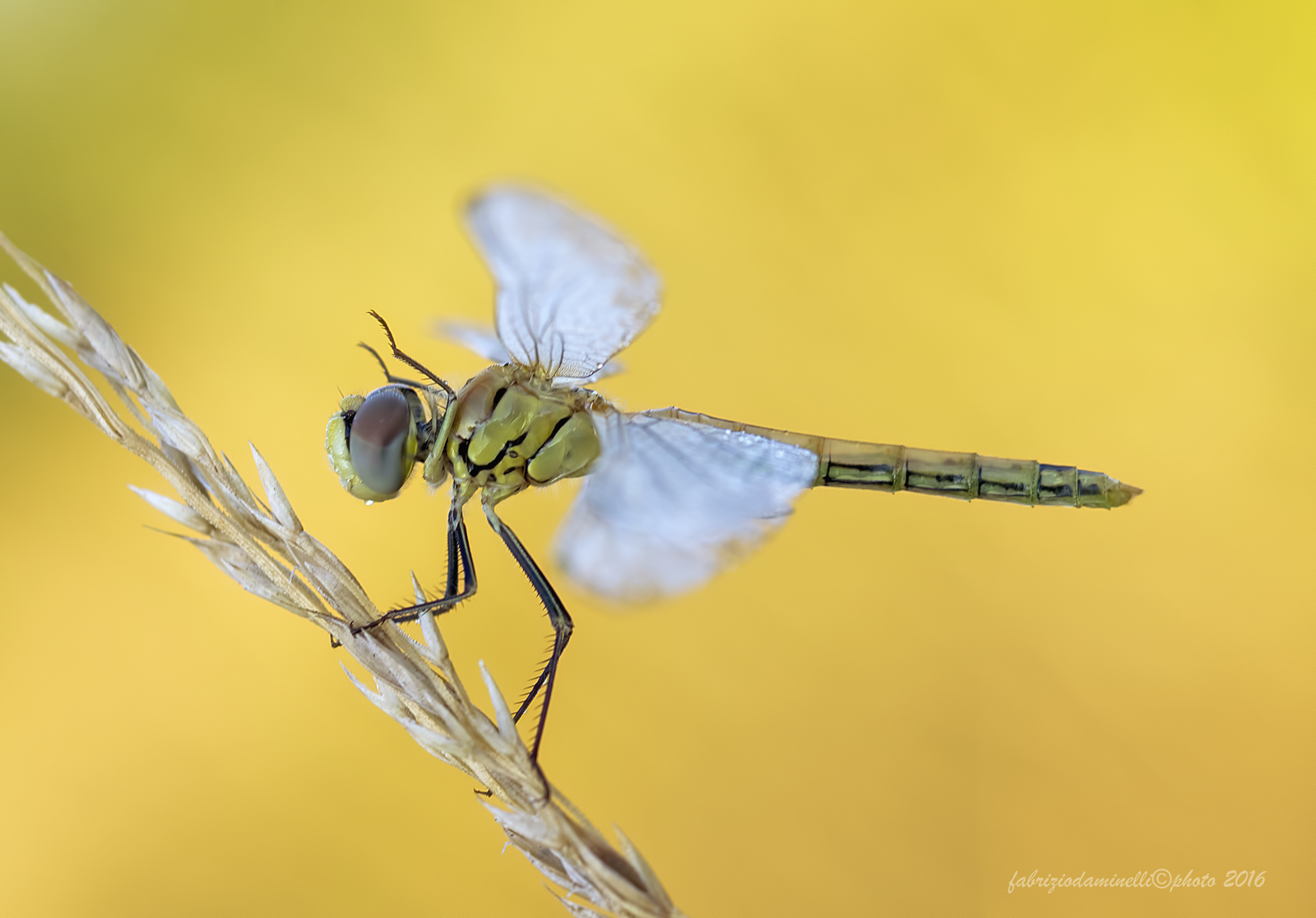 Sympetrum fonscolombii - Selys, 1840
