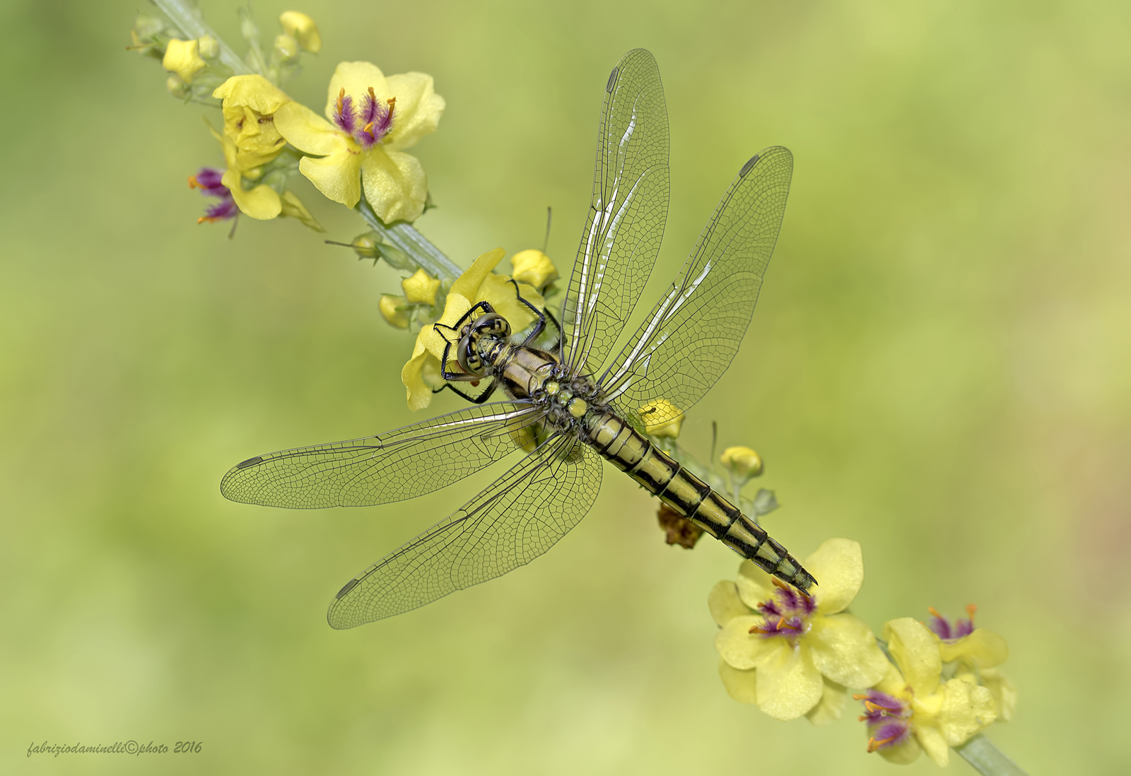 Orthetrum cancellatum - Linnaeus 1758 - new born