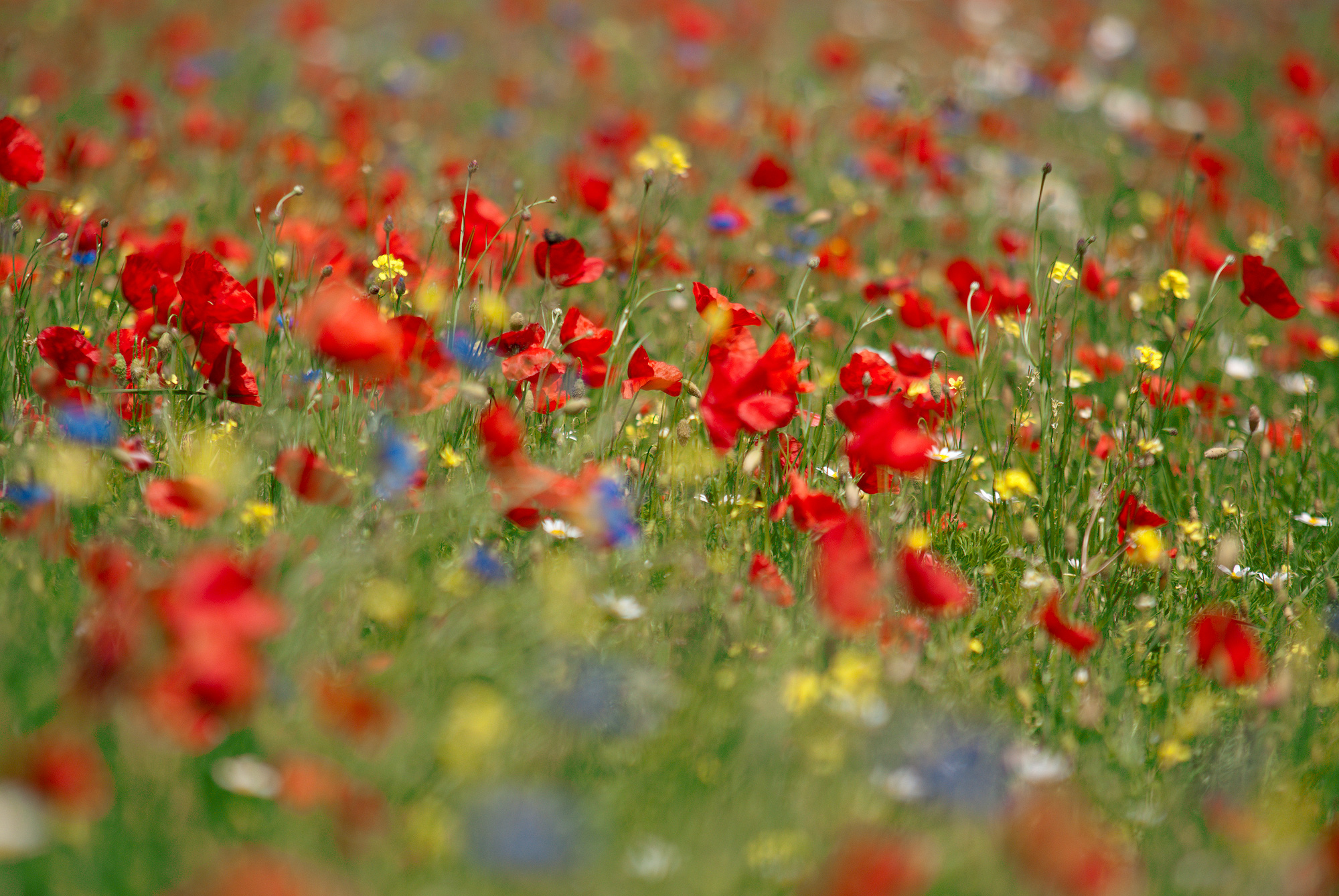 The colors of nature