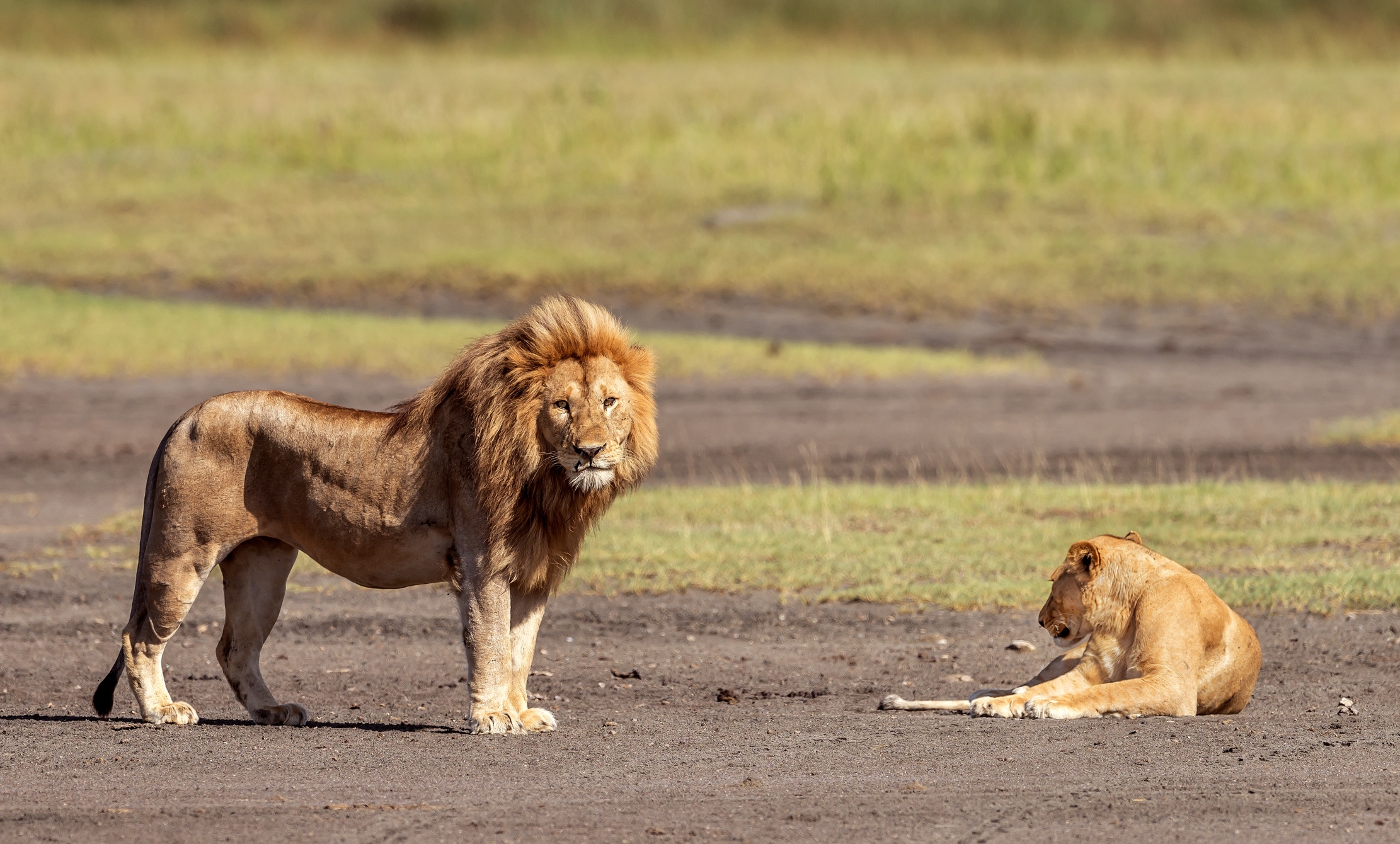 Tanzania 2016 - Coppia