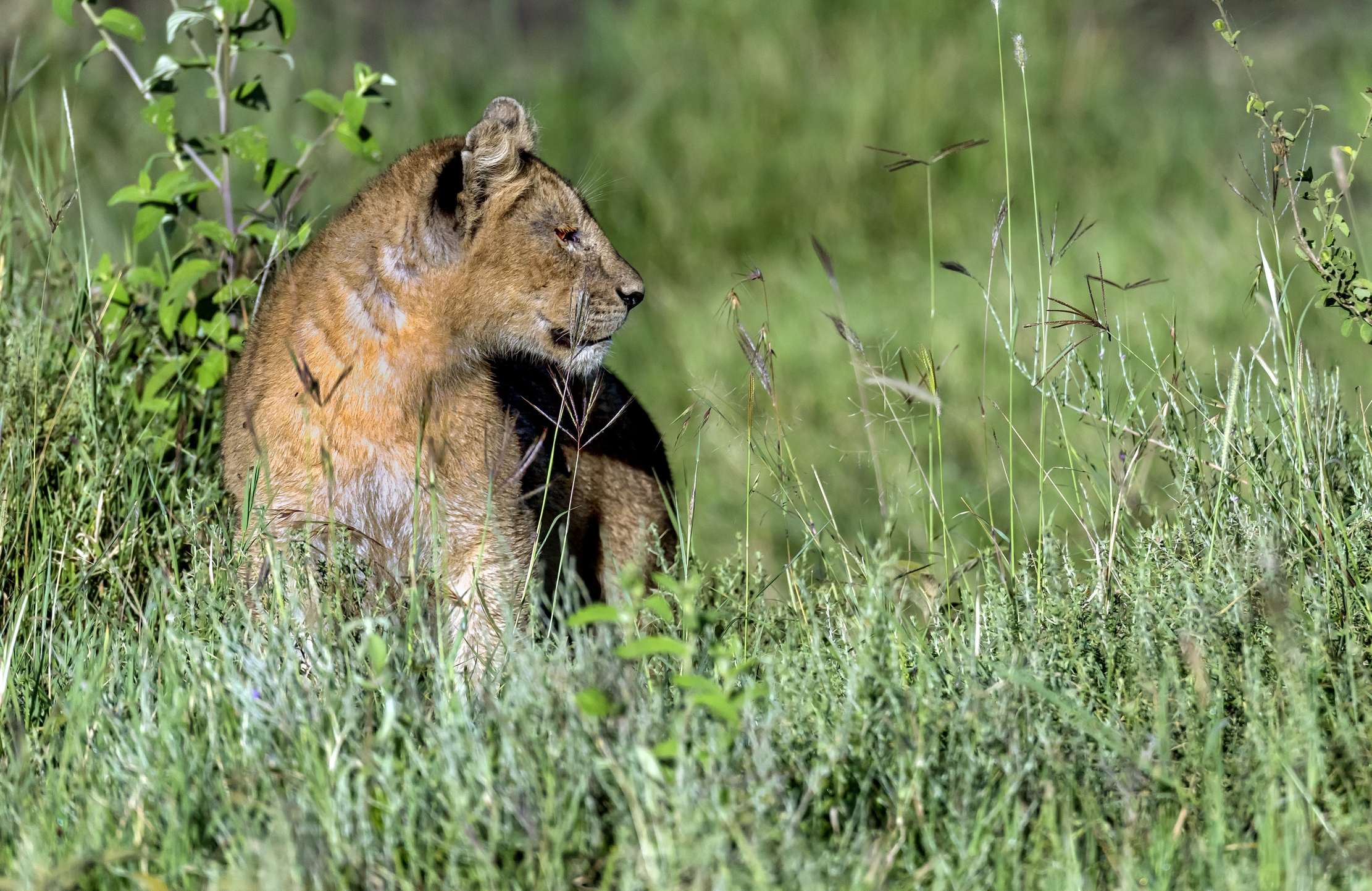Tanzania 2016 - Cucciolo