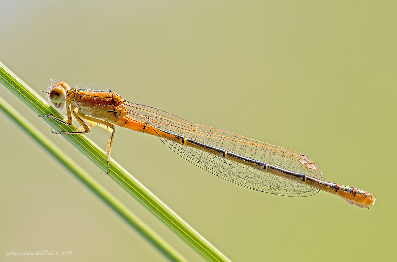 Ischnura pumilio - female immature