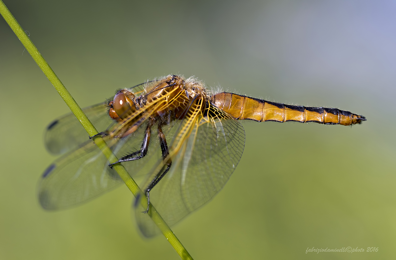 Libellula fulva -  Muller, 1764