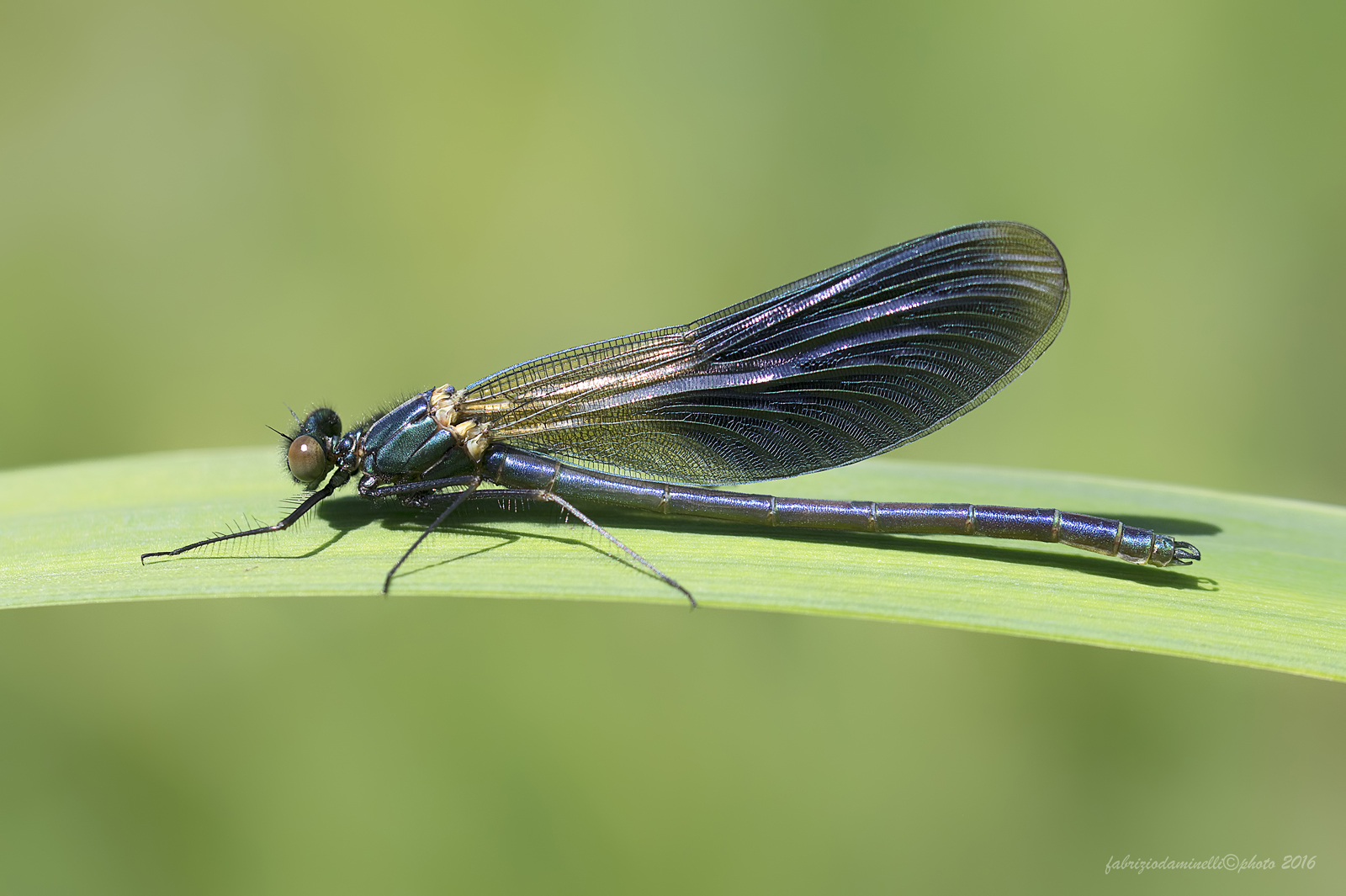 Calopteryx splendens - Harris, 1782
