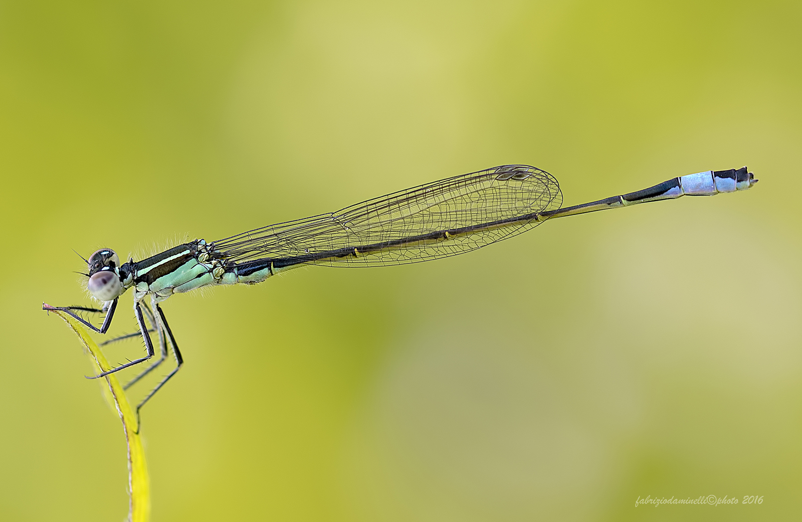 Ischnura elegans - Vander Linden, 1820