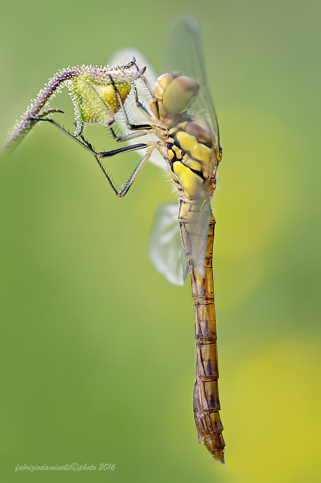 Sympetrum striolatum - Charpentier, 1840