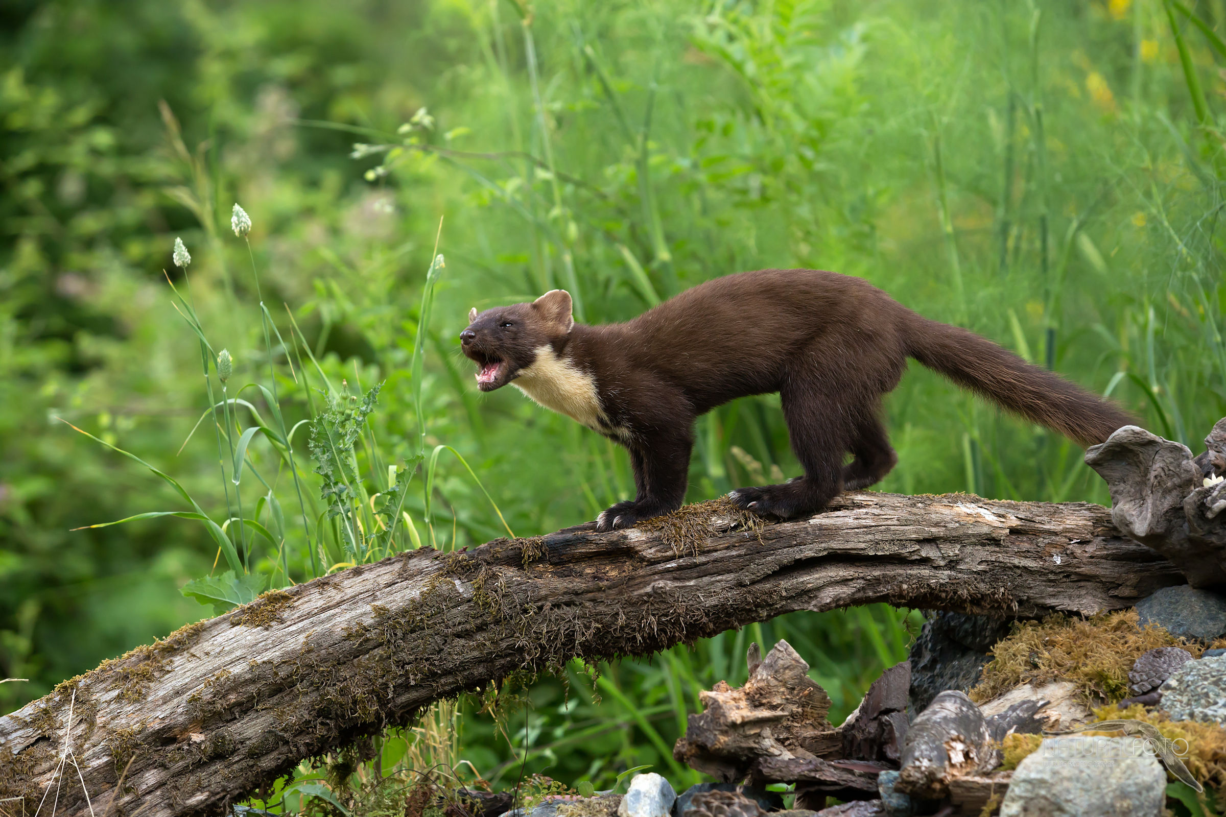 Martes martes the roar!