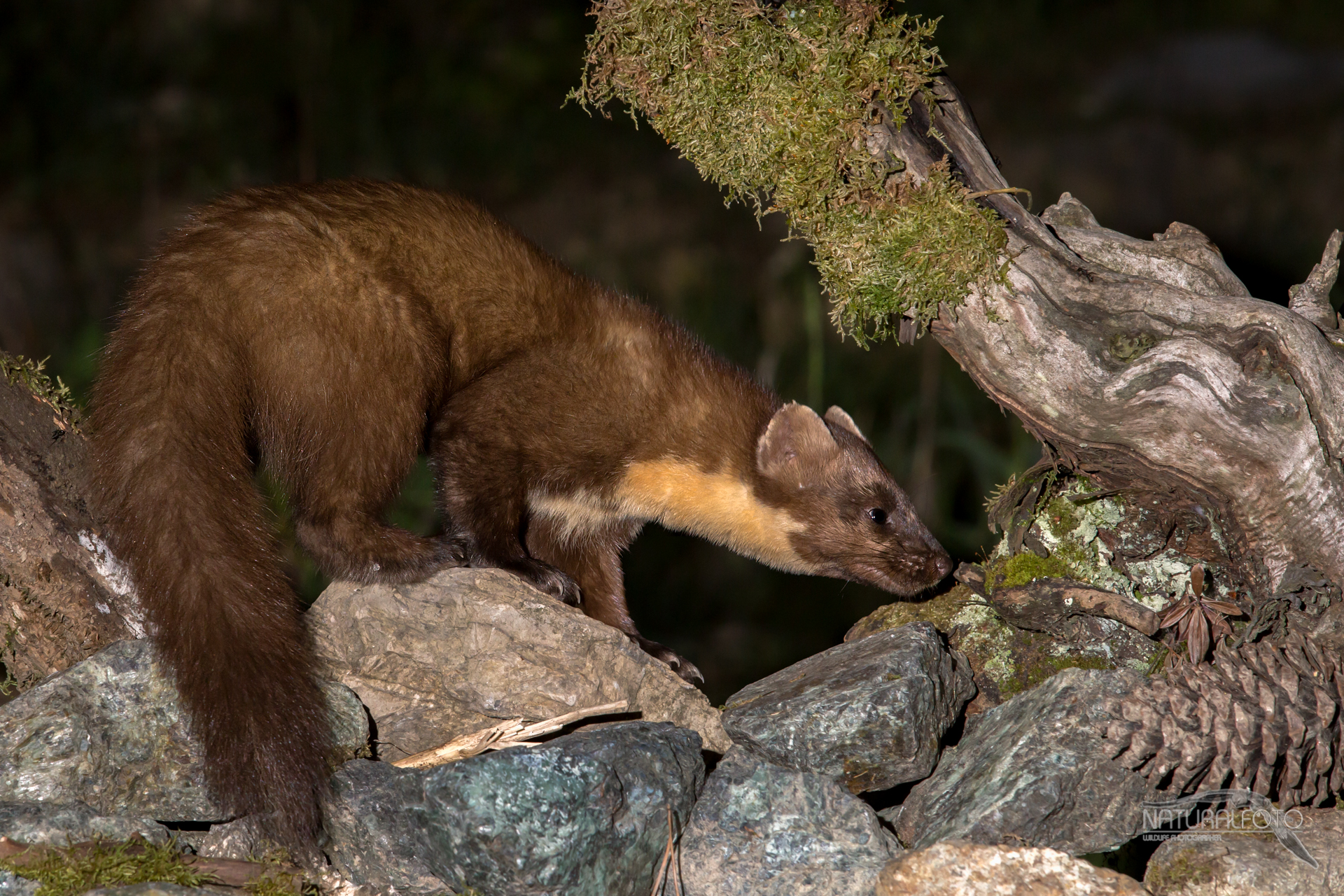 night marten