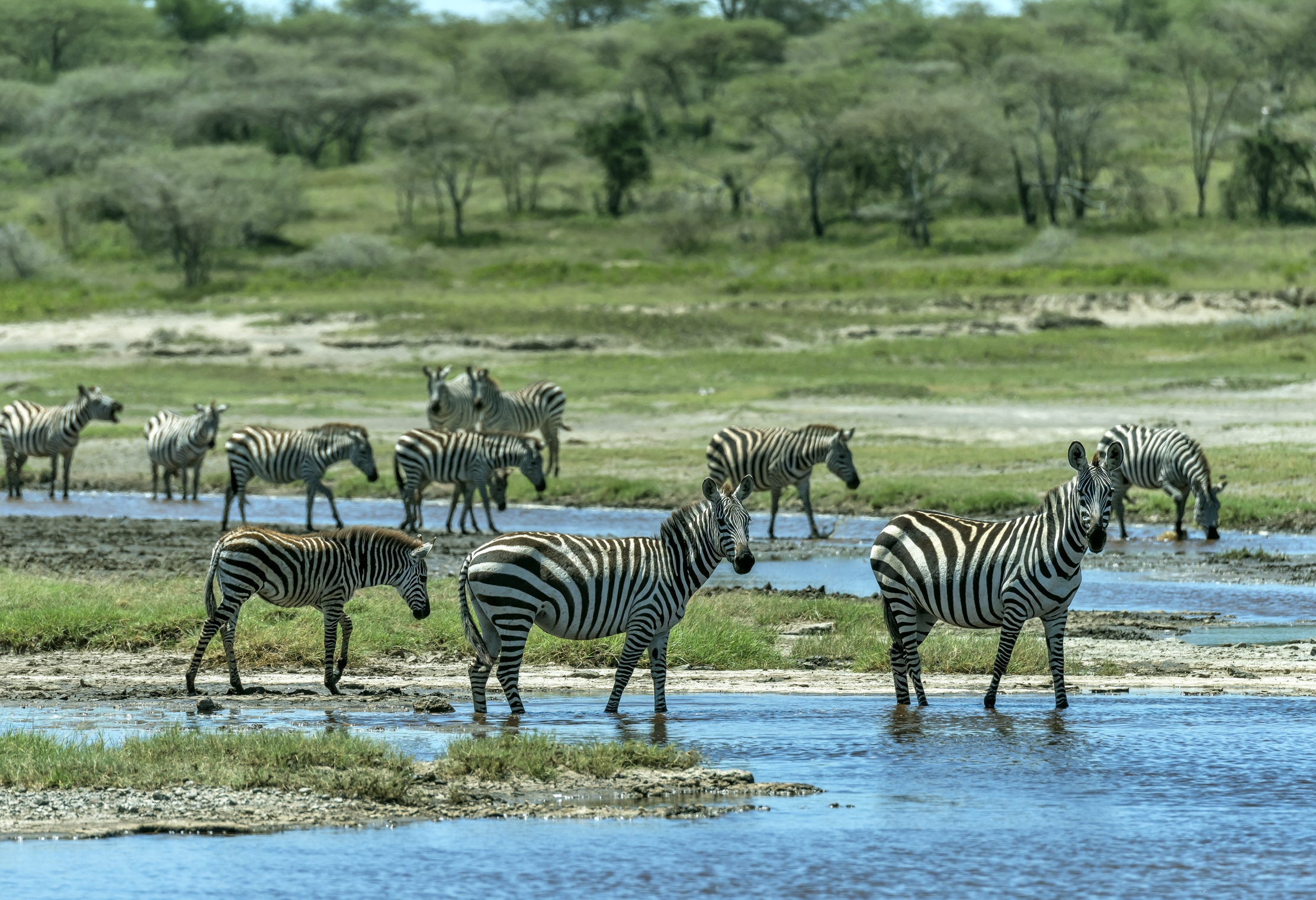 Tanzania 2016 - Zebras