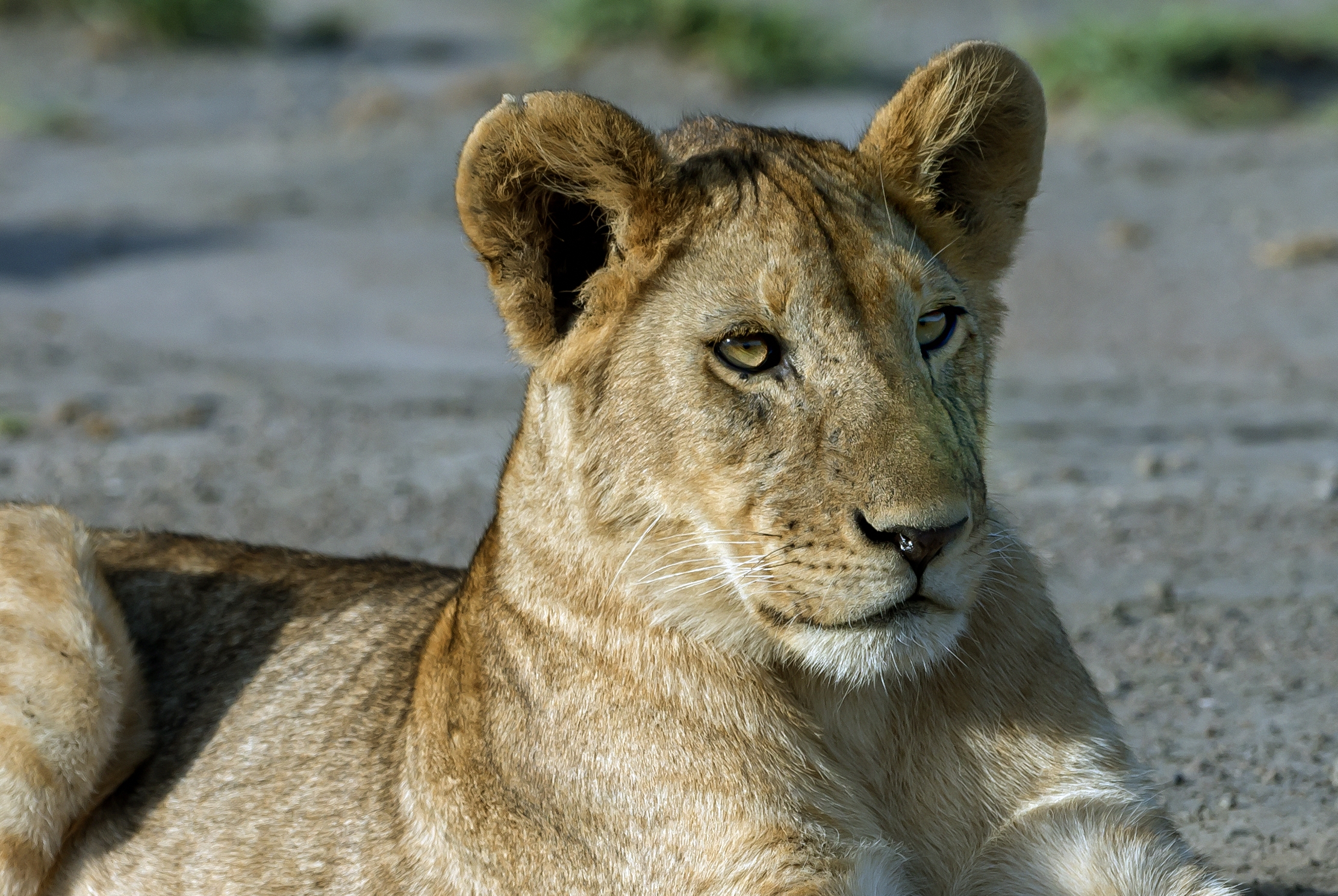 Tanzania 2016 - Ancora cucciolo