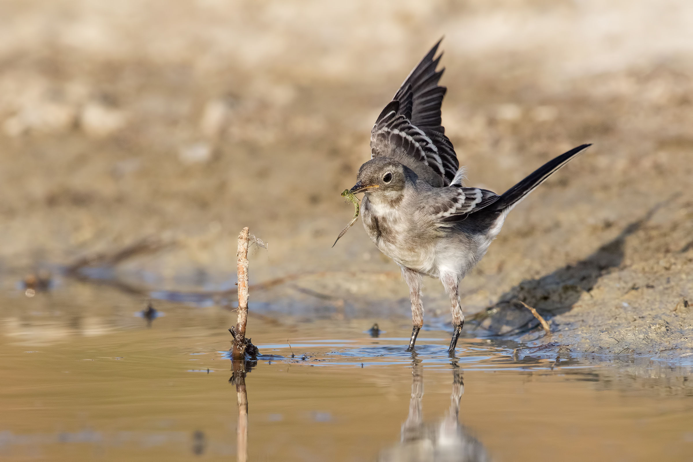 Caccia grossa ( ballerina bianca juv )