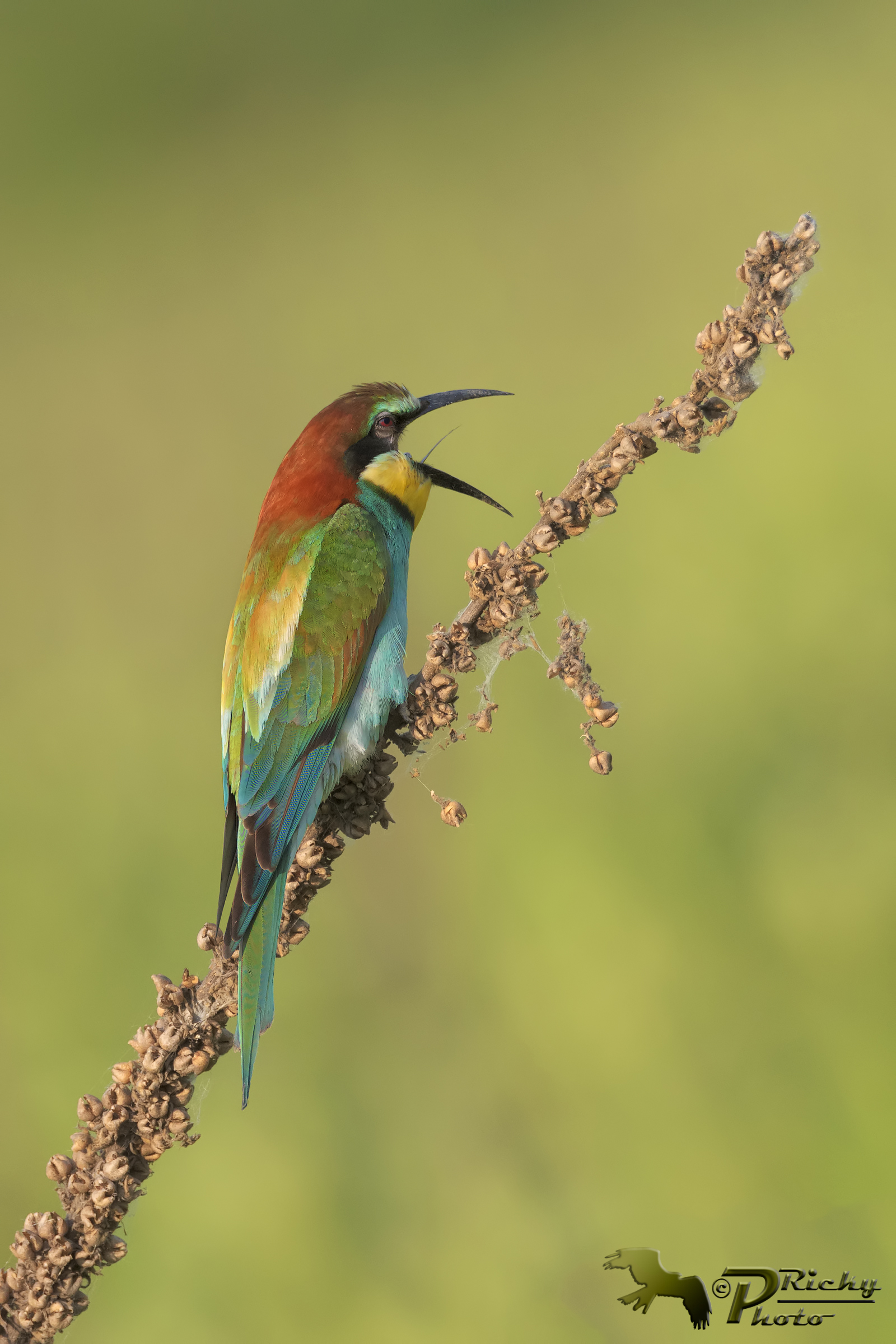 Digestione  difficile !