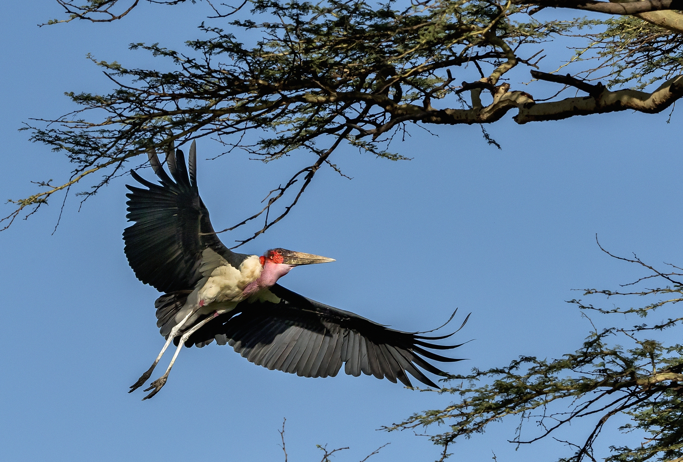 Tanzania 2016 - Marabù