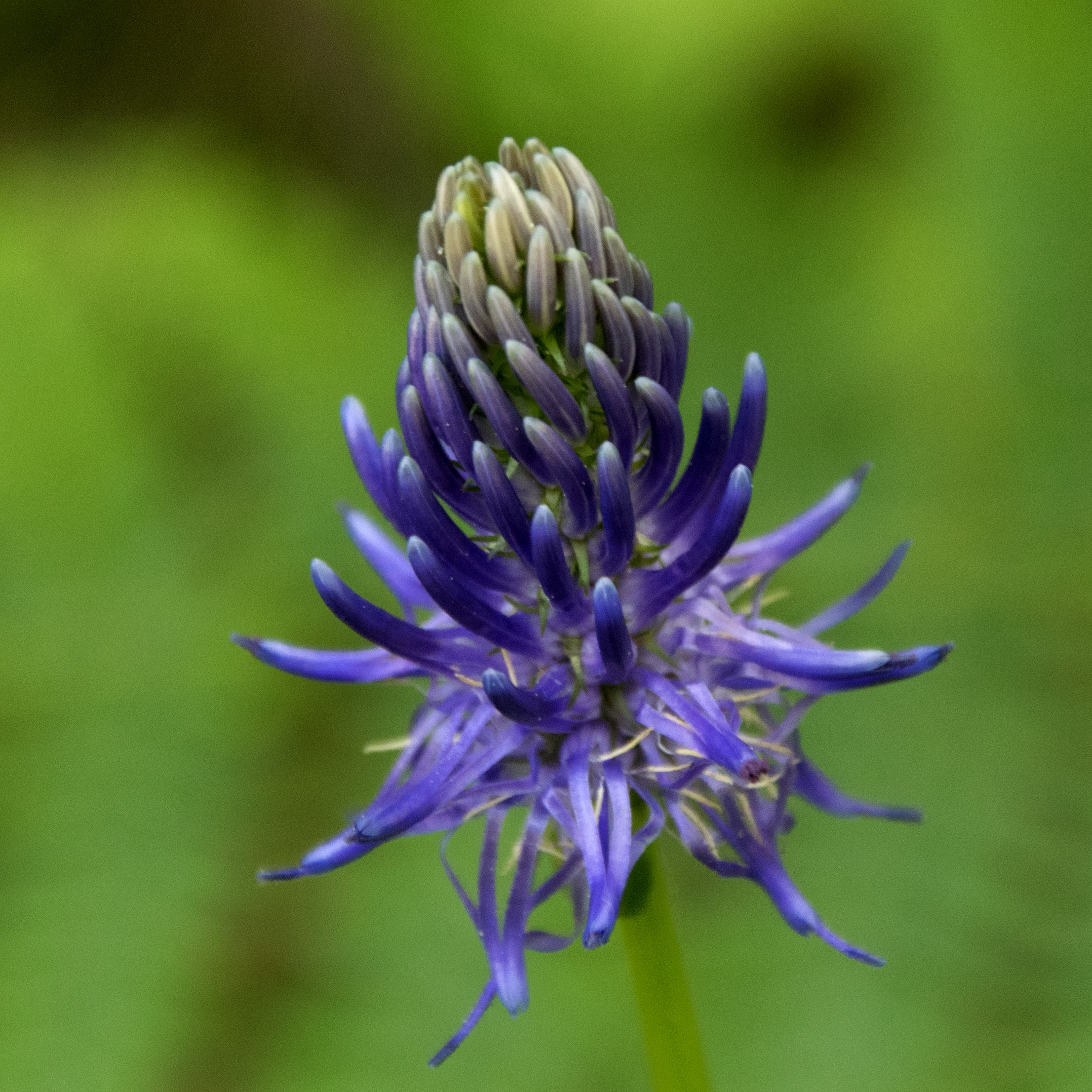 Flower in Park Villa Pallavicino