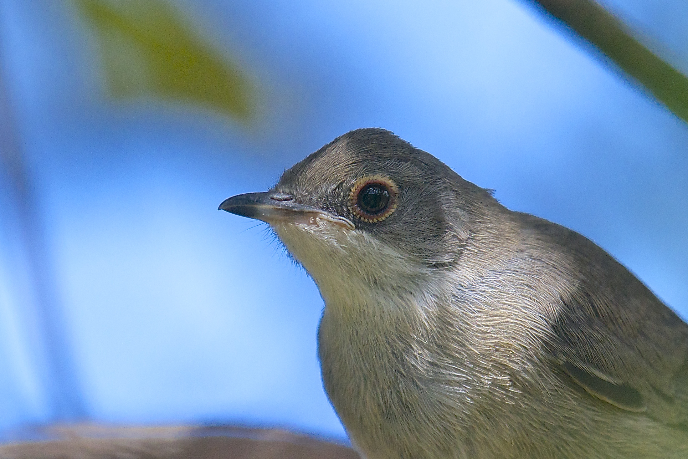Small warbler (detail)