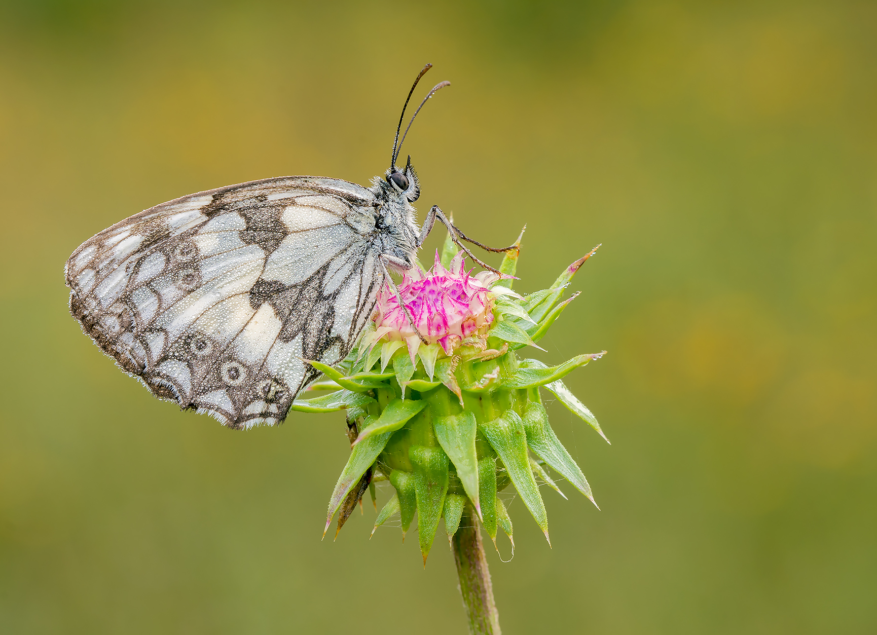 Melanargia galathea