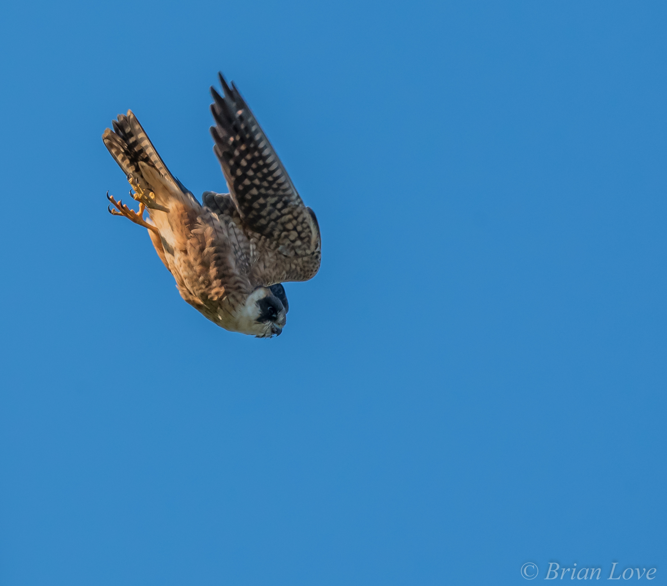 Hobby australiano (Falco longipennis)