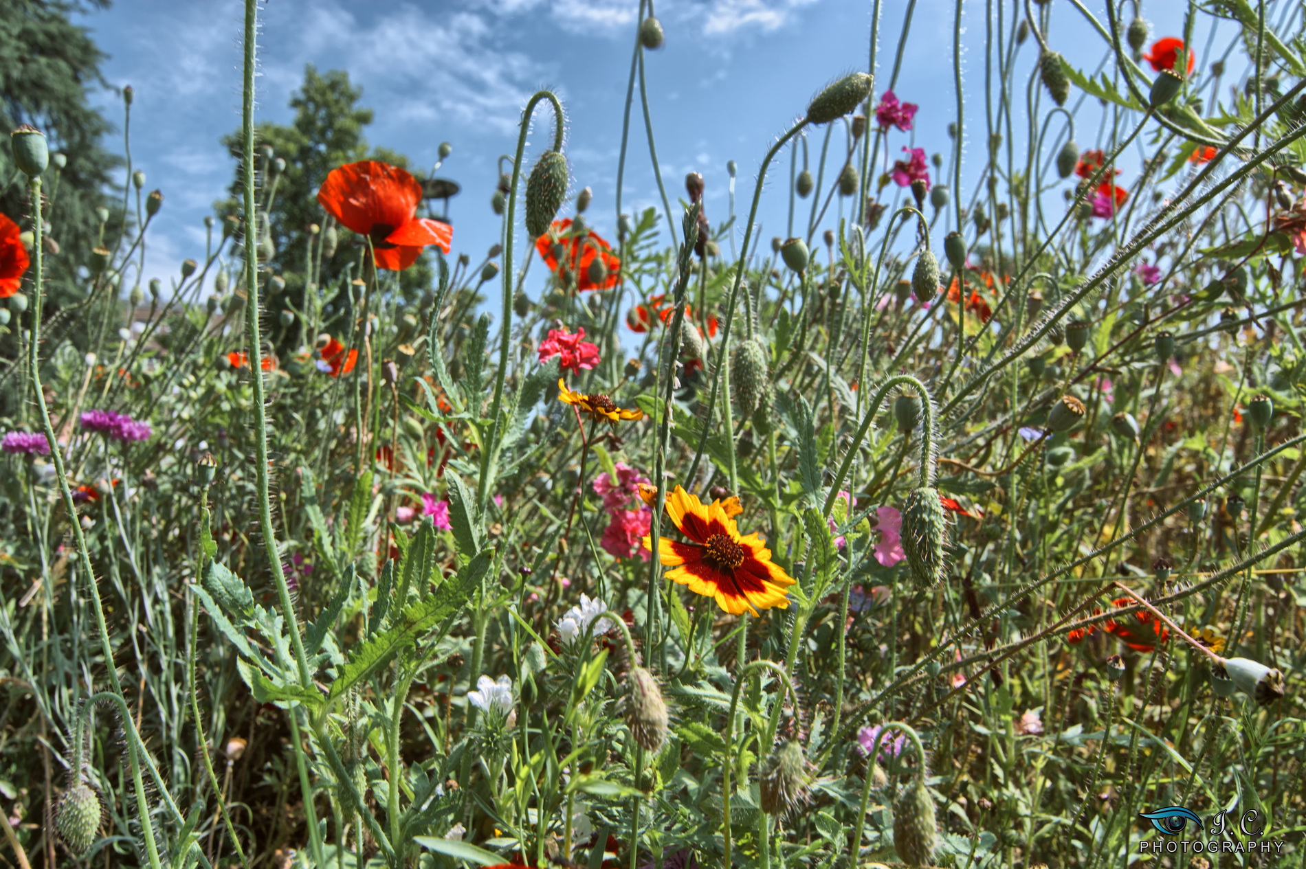 for pollinating field
