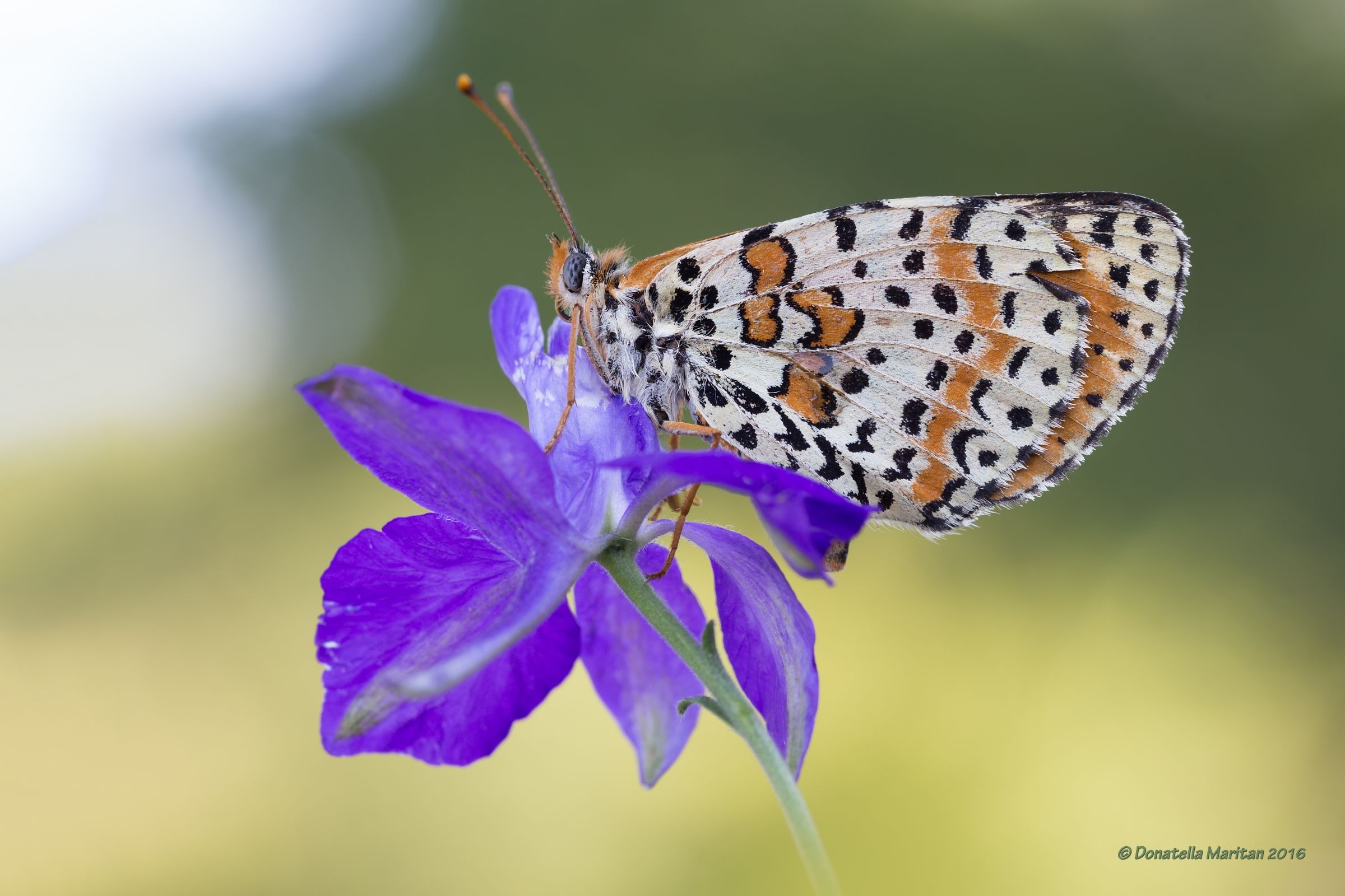 Melitaea