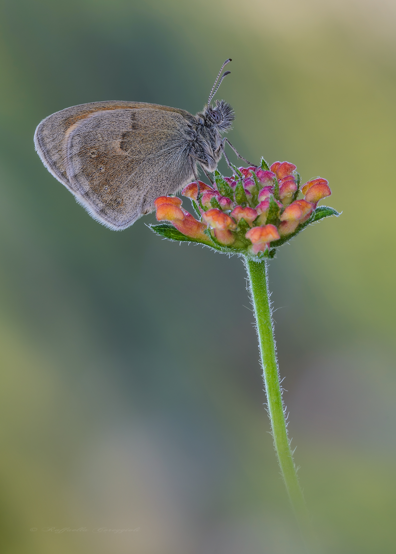 Coenonympha pamphilus