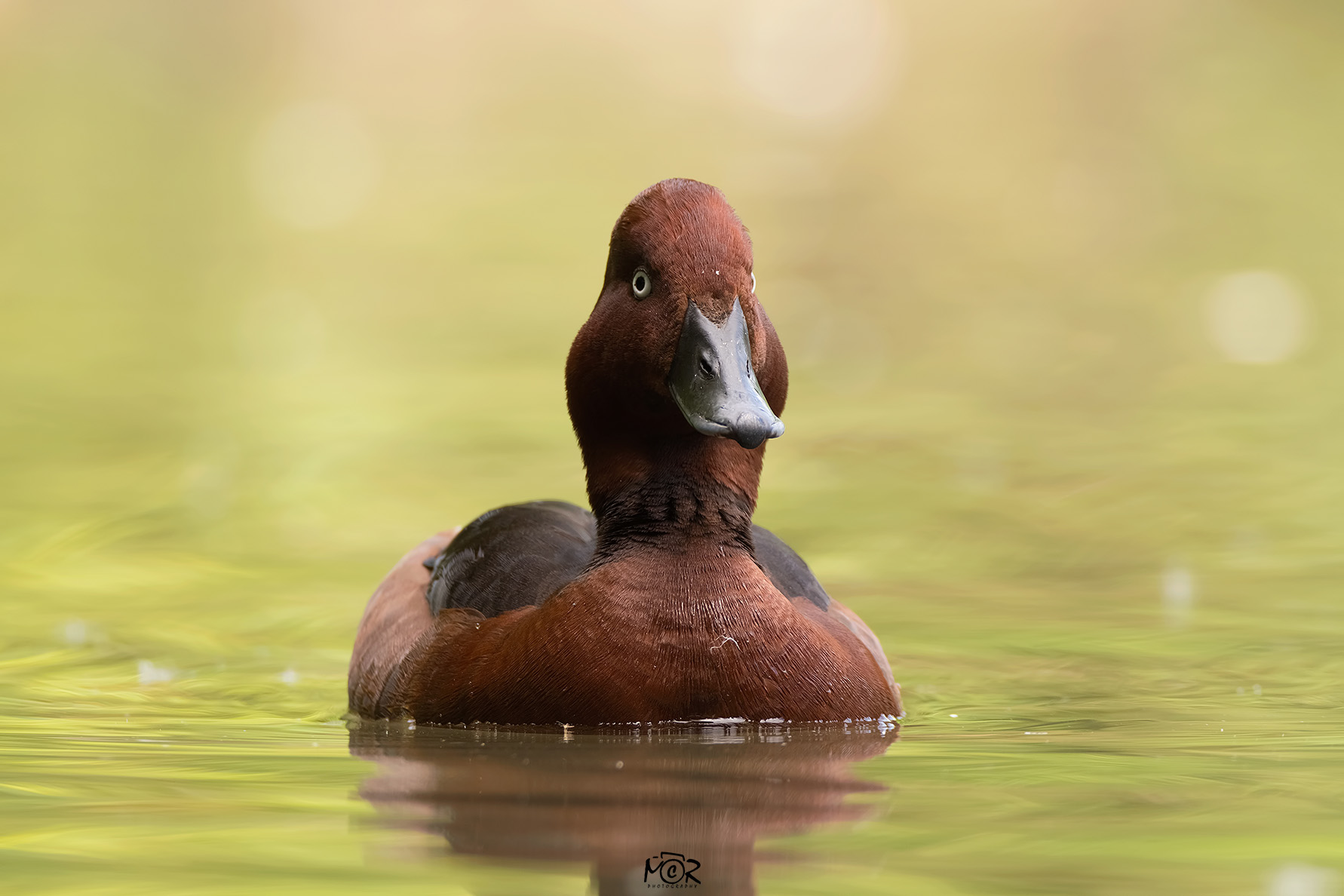 Ferruginous (ferruginous duck)