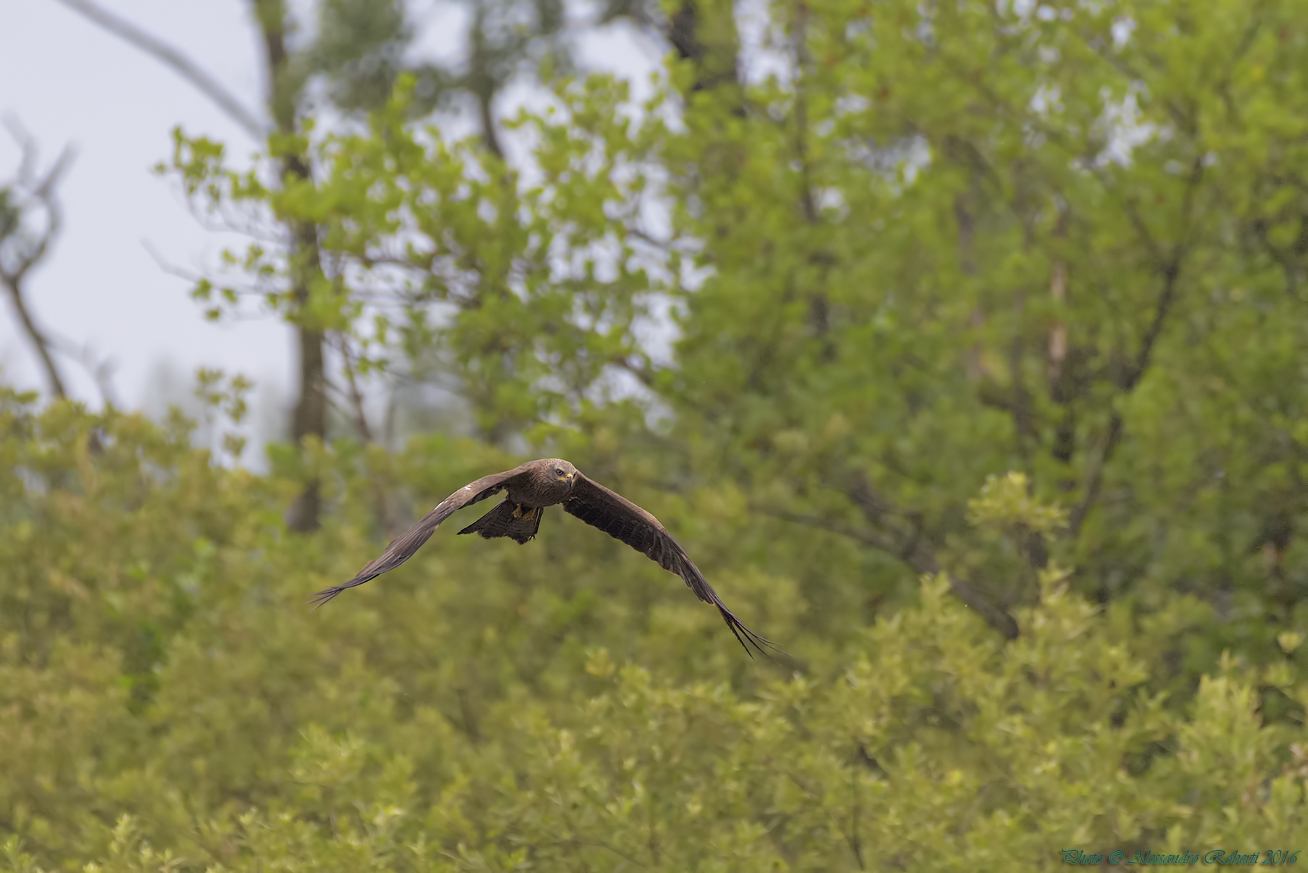Kite "Milvus migrans"