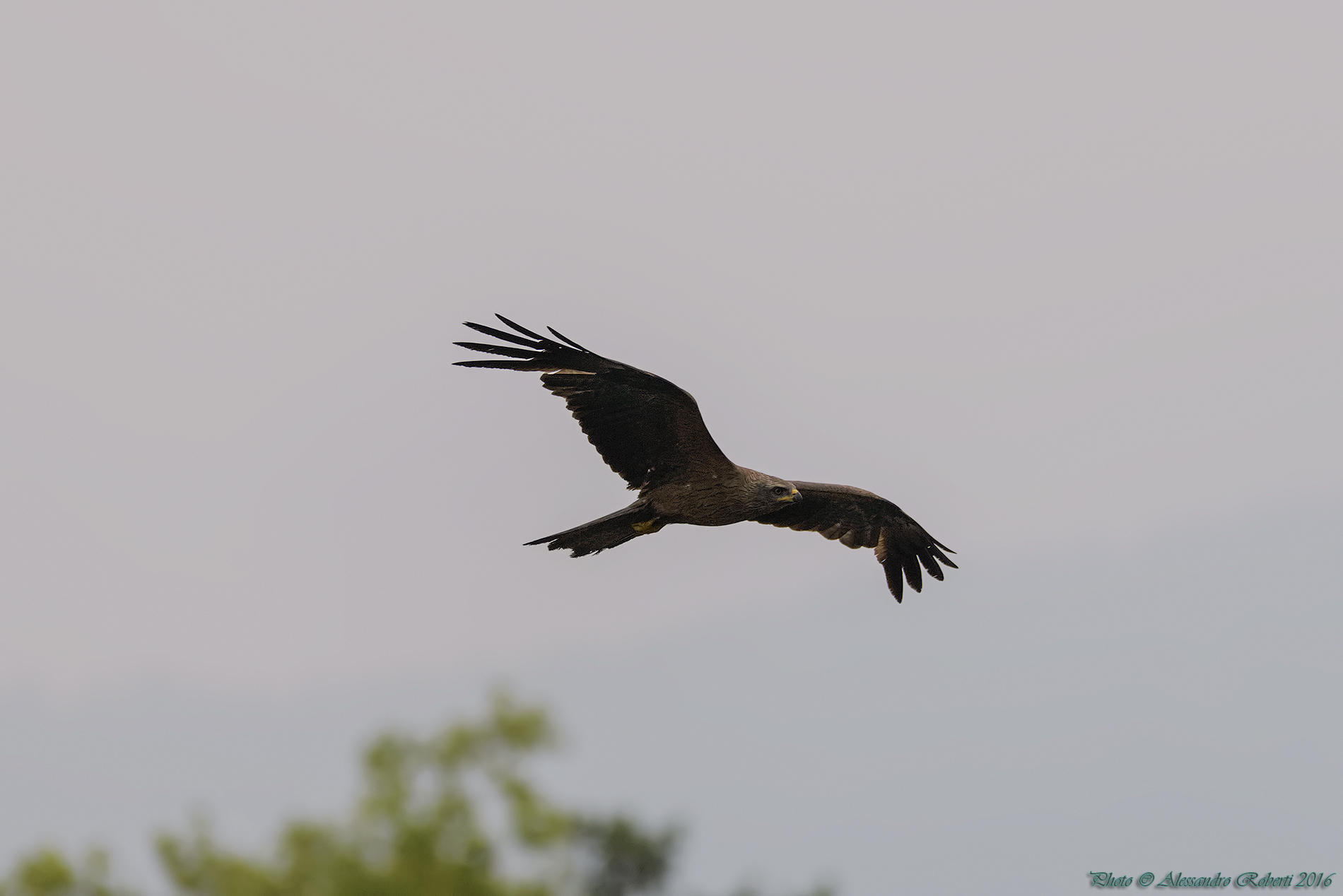 Kite "Milvus migrans"