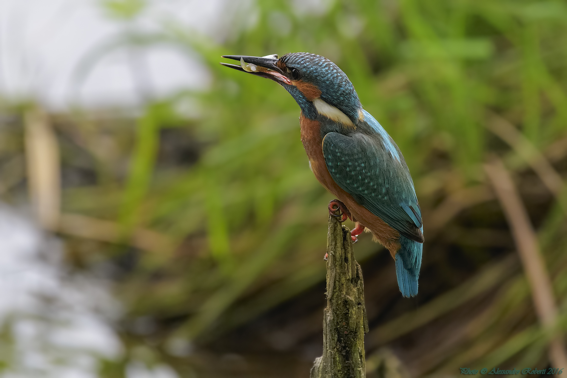 Martin Pescatore (Alcedo atthis)