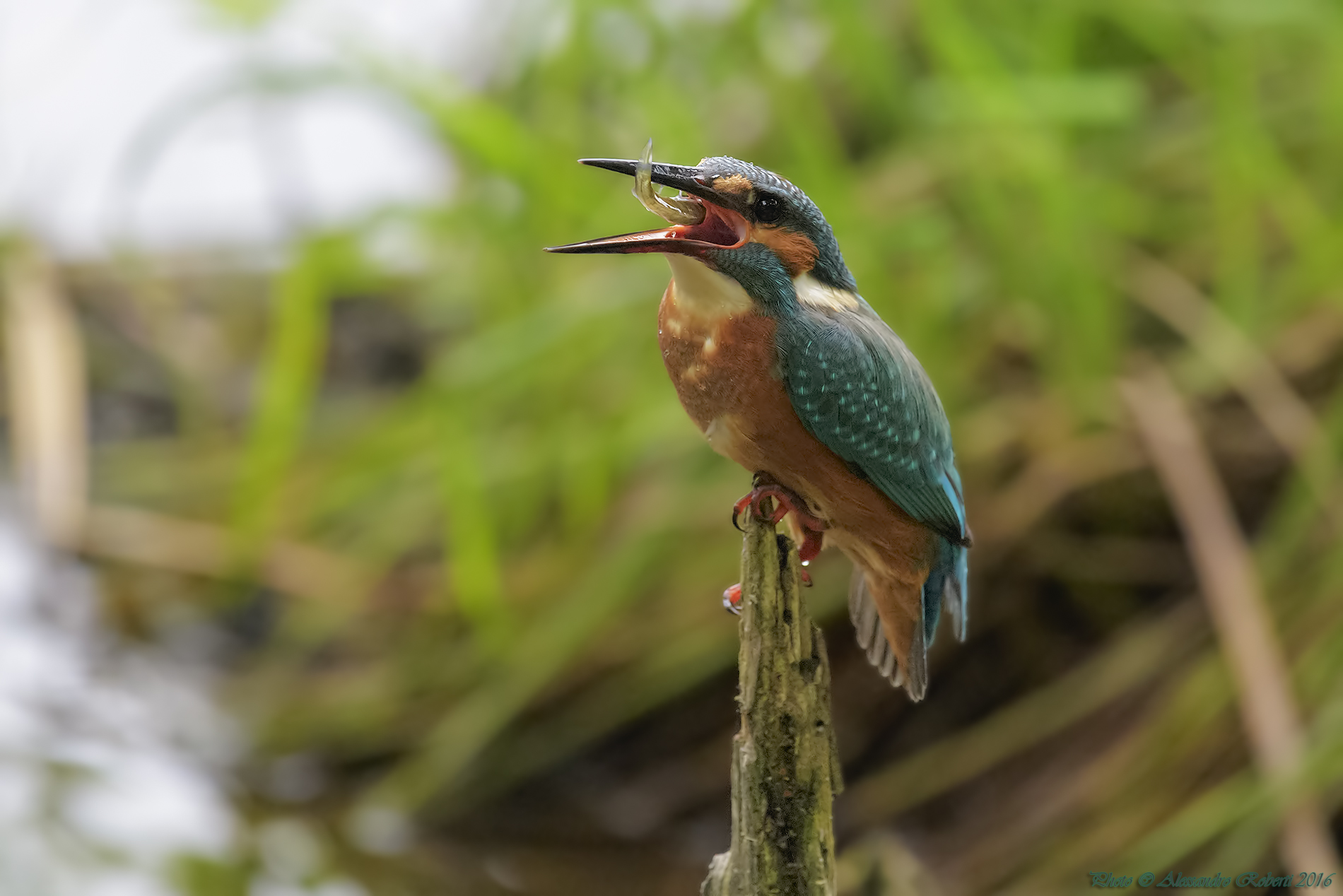 Martin Pescatore (Alcedo atthis)