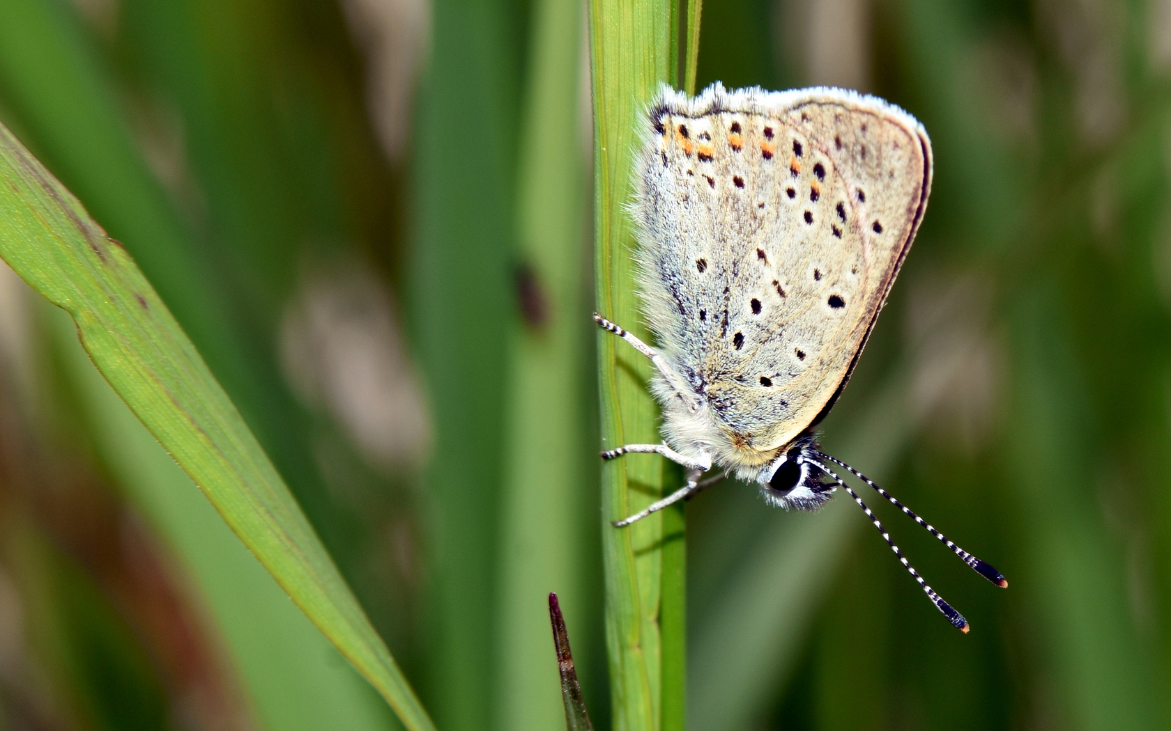 Farfalla di montagna