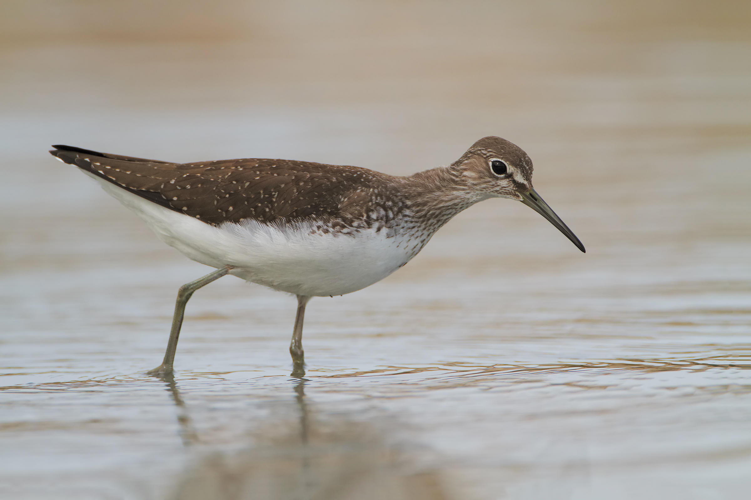 Sandpipers Culbianco