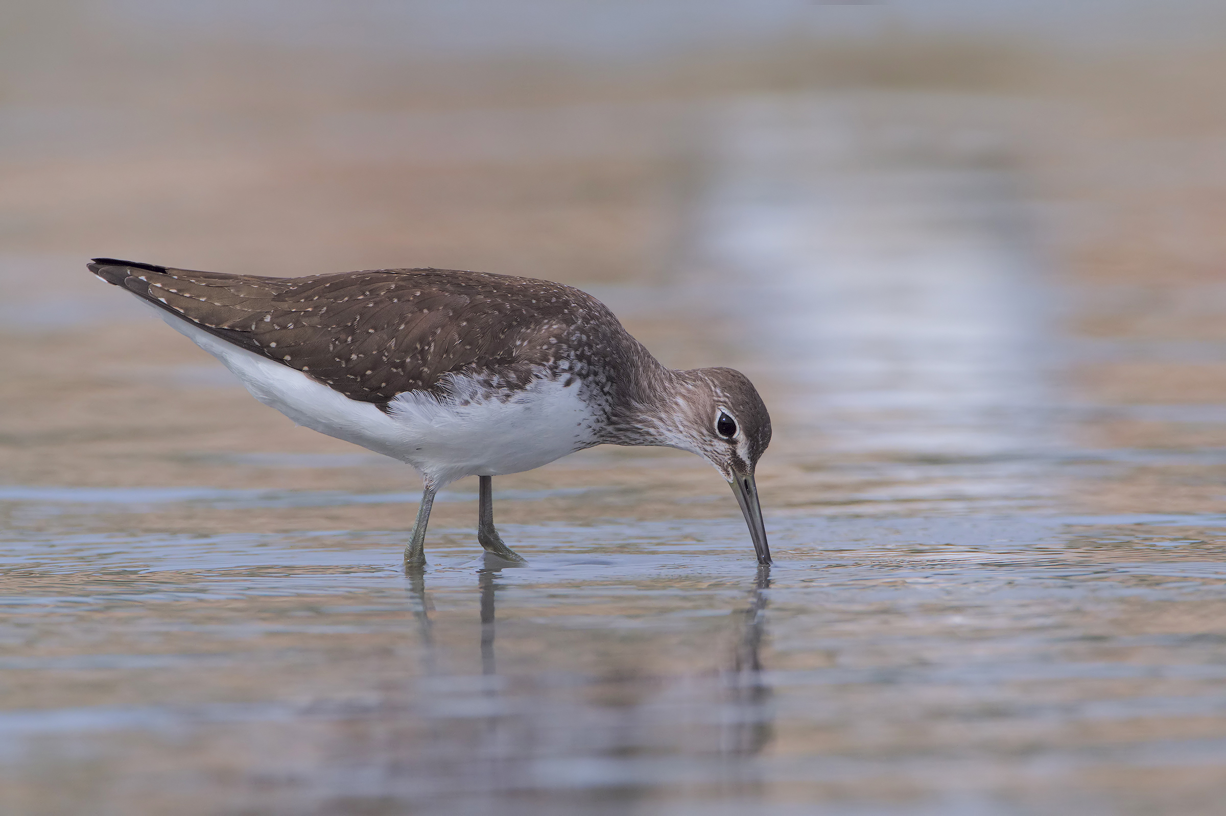 Sandpipers Culbianco