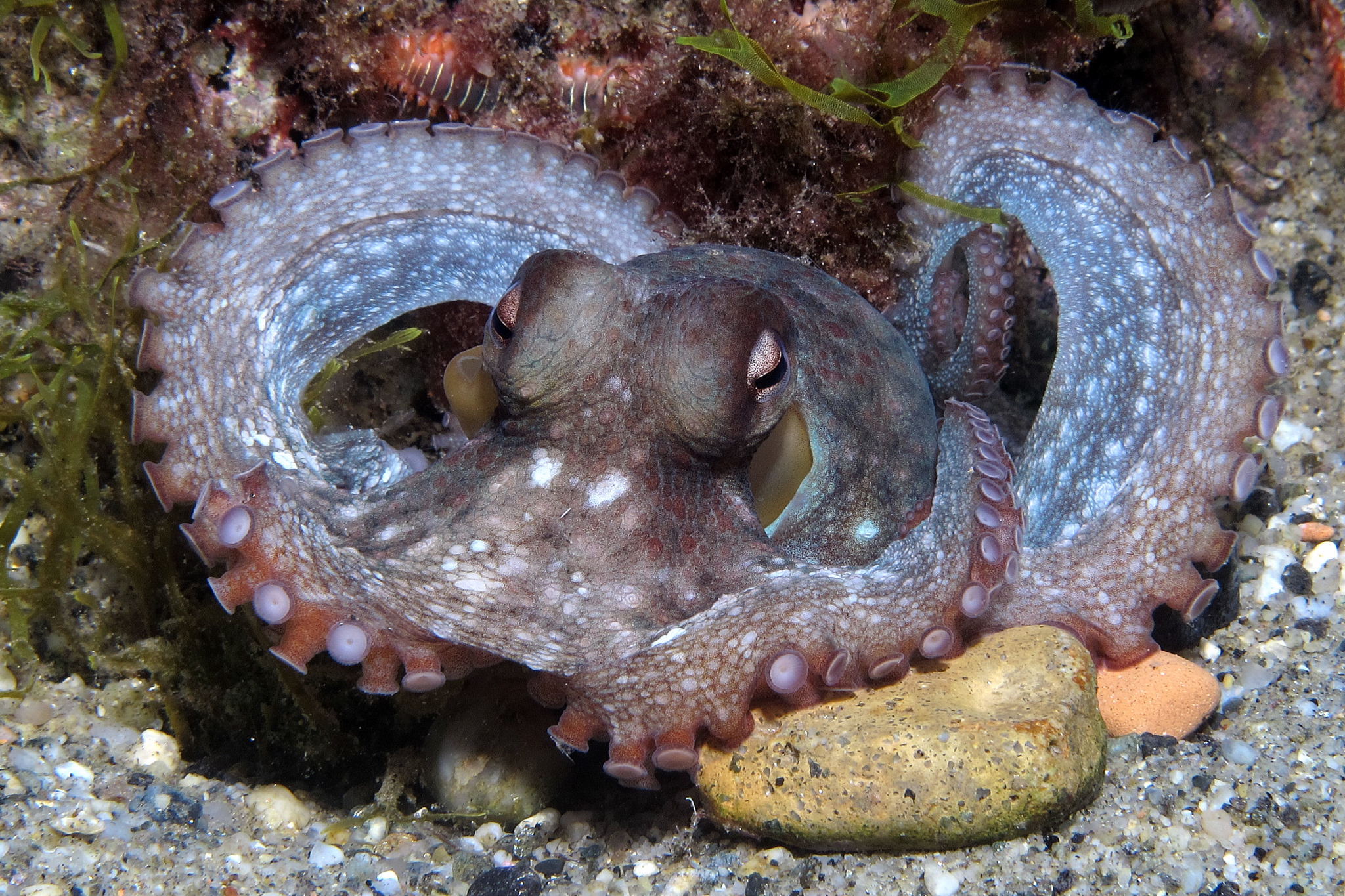 octopus
