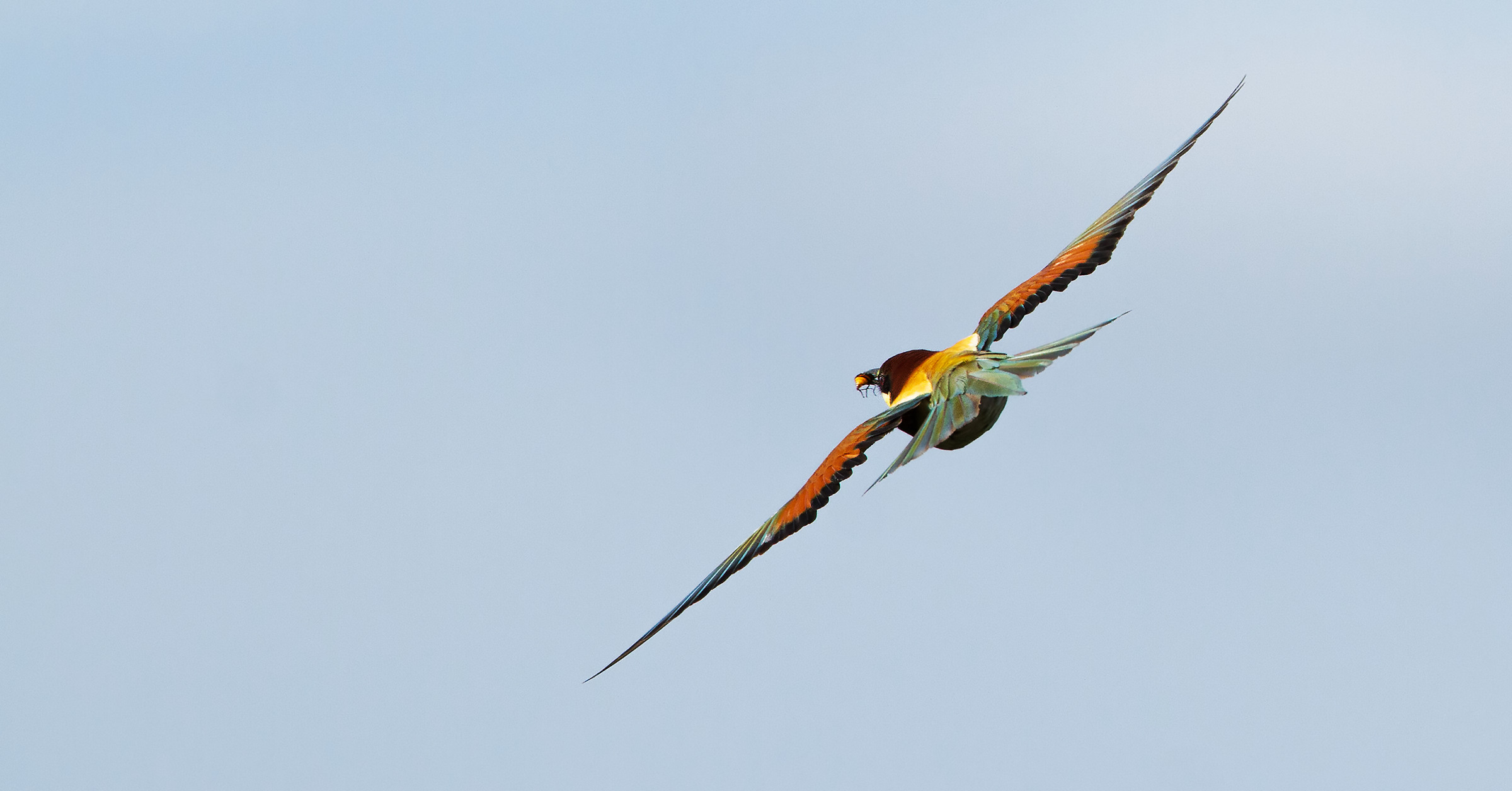 Bee Eater