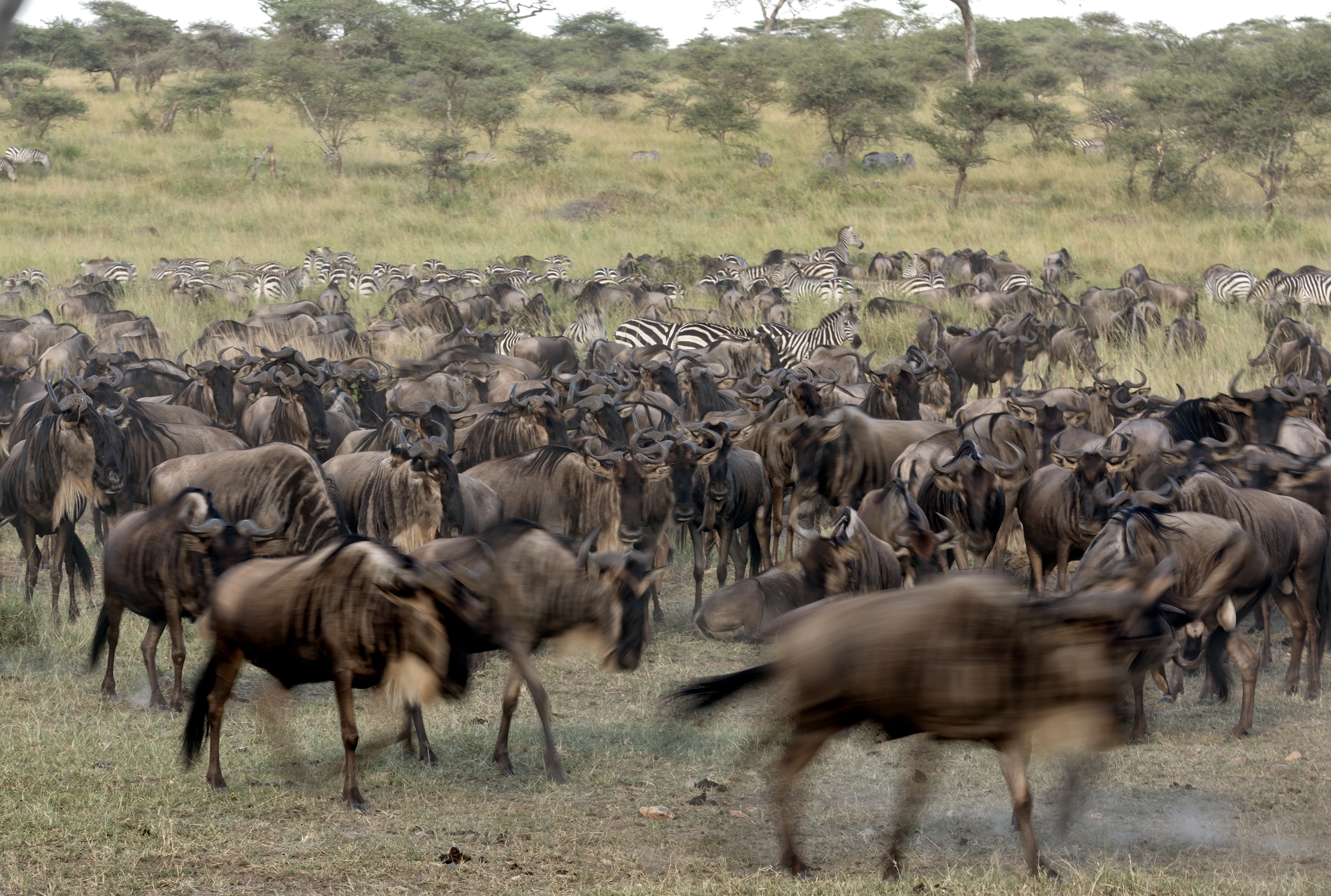 Tanzania 2016 - Great Migration