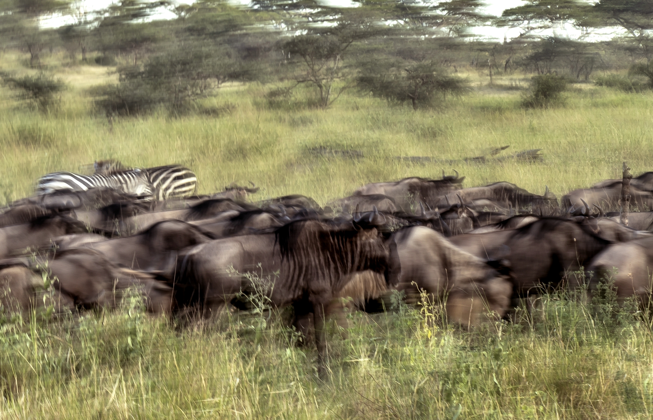 Tanzania 2016 - Great Migration