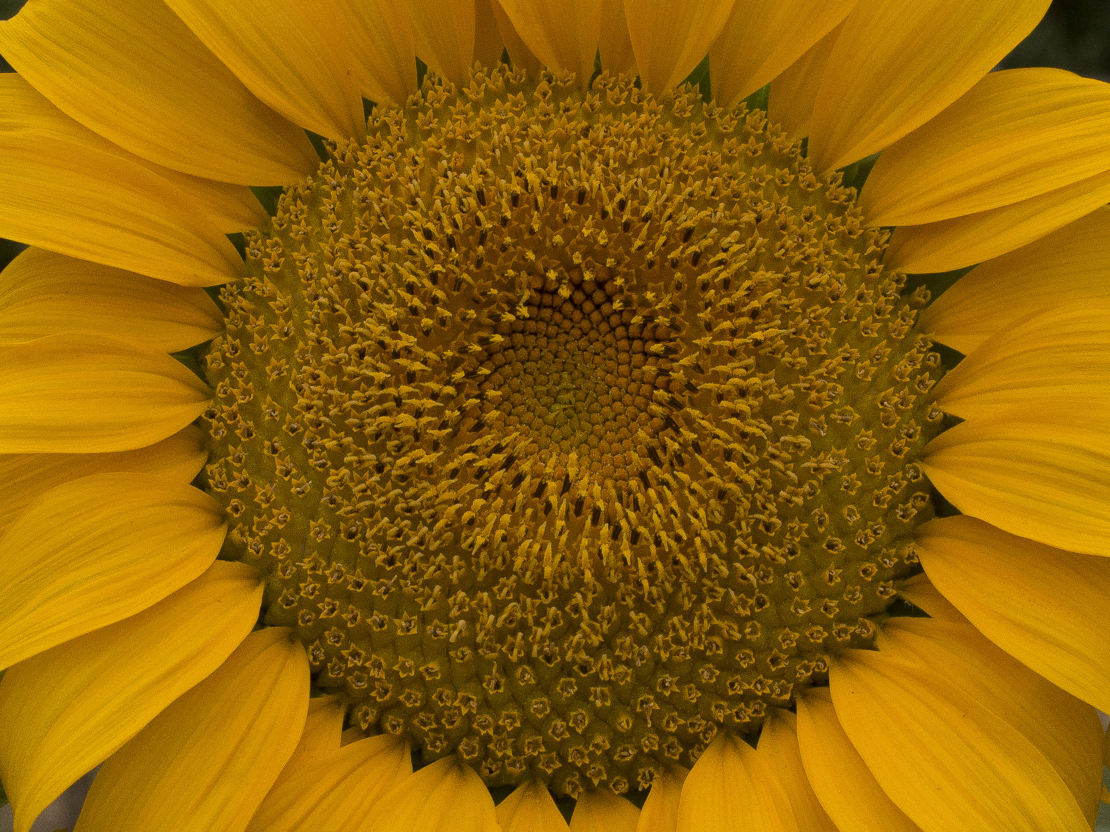 Giallo.Girasole