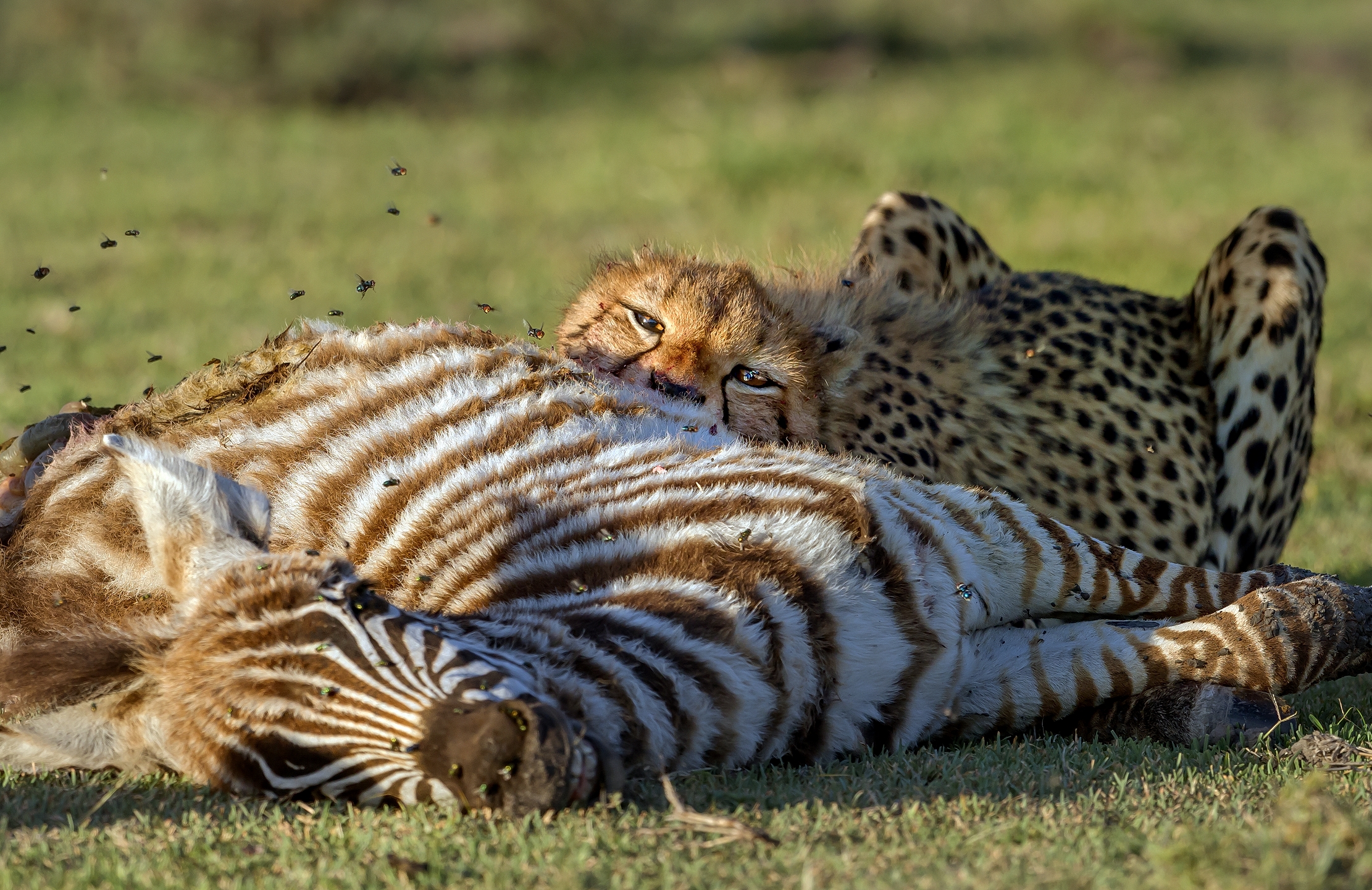 Tanzania 2016 - Predation