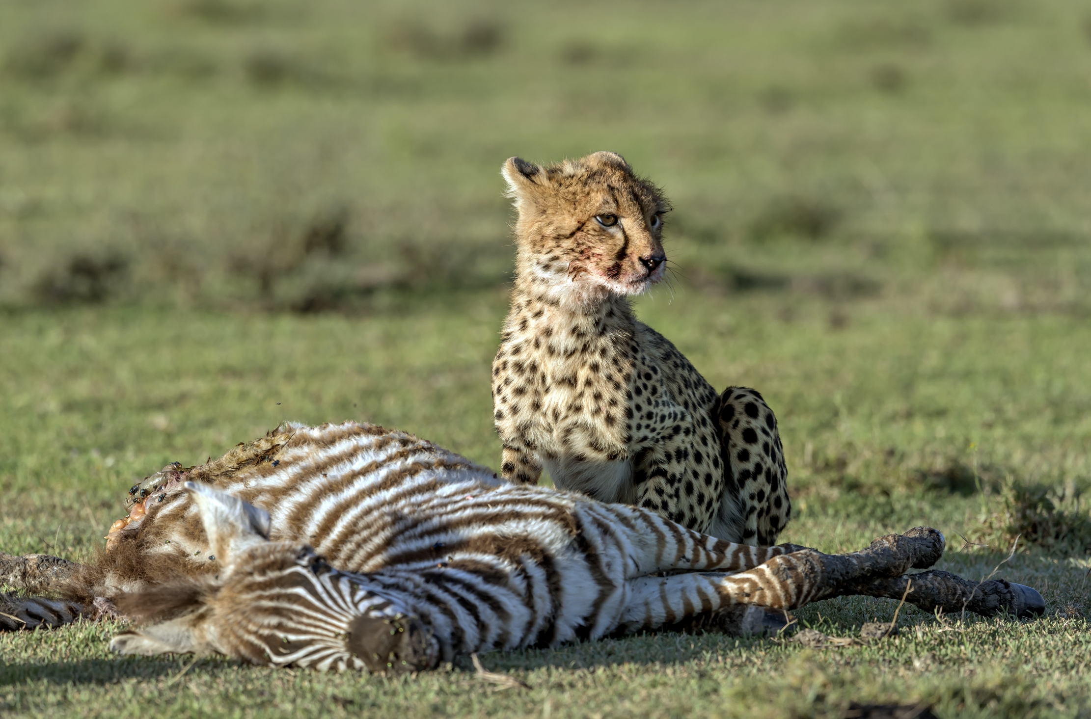 Tanzania 2016 - Predation