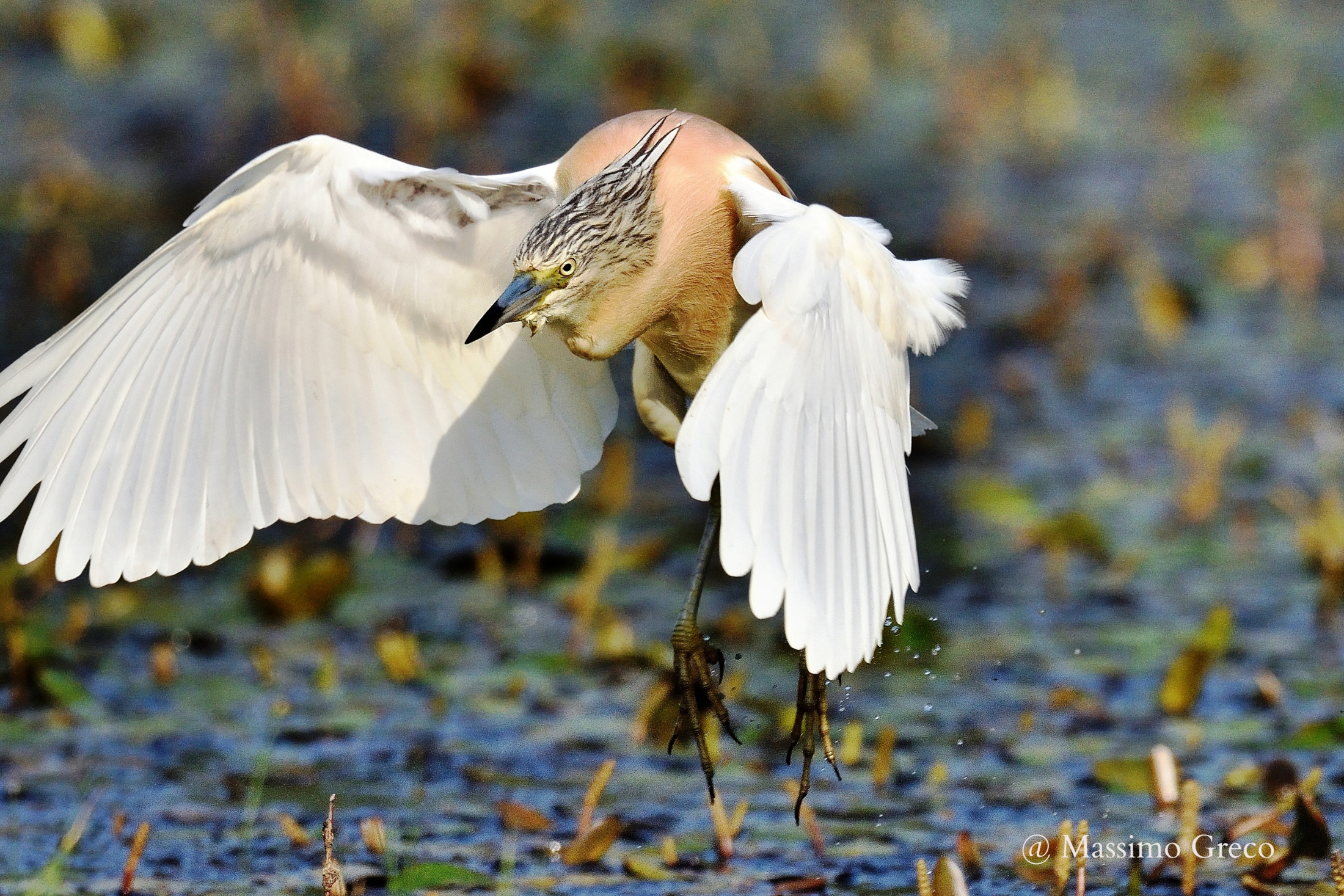 Squacco Heron in flight