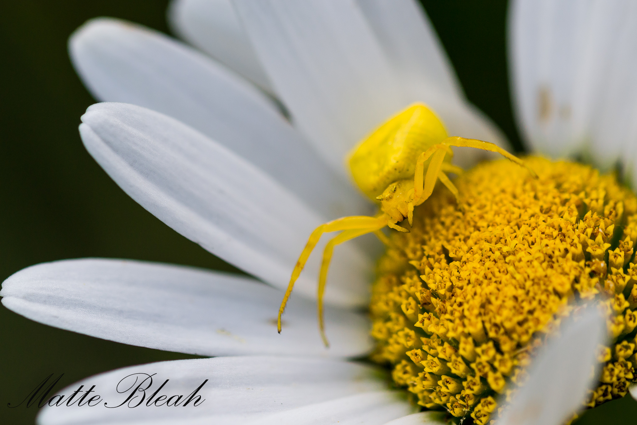 How did you find me?