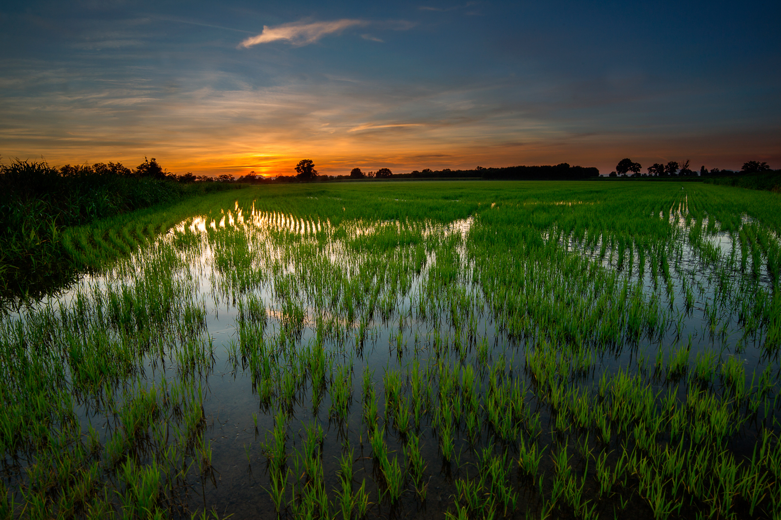 Sunset in paddy field