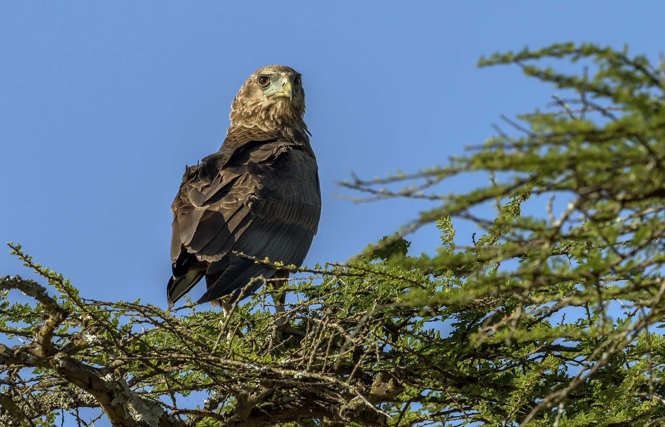 Tanzania 2016 - Aquila