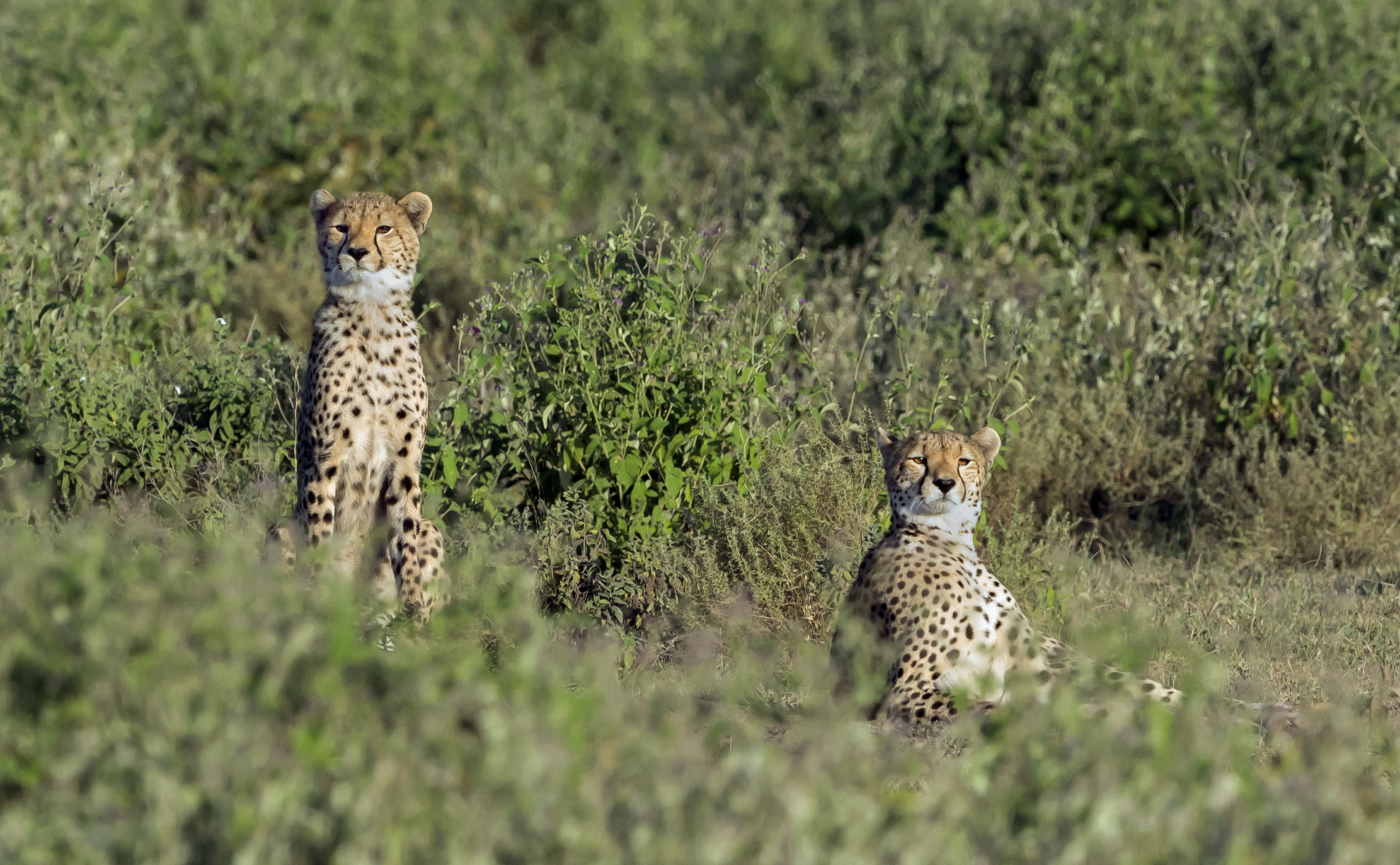 Tanzania 2016 - Brothers